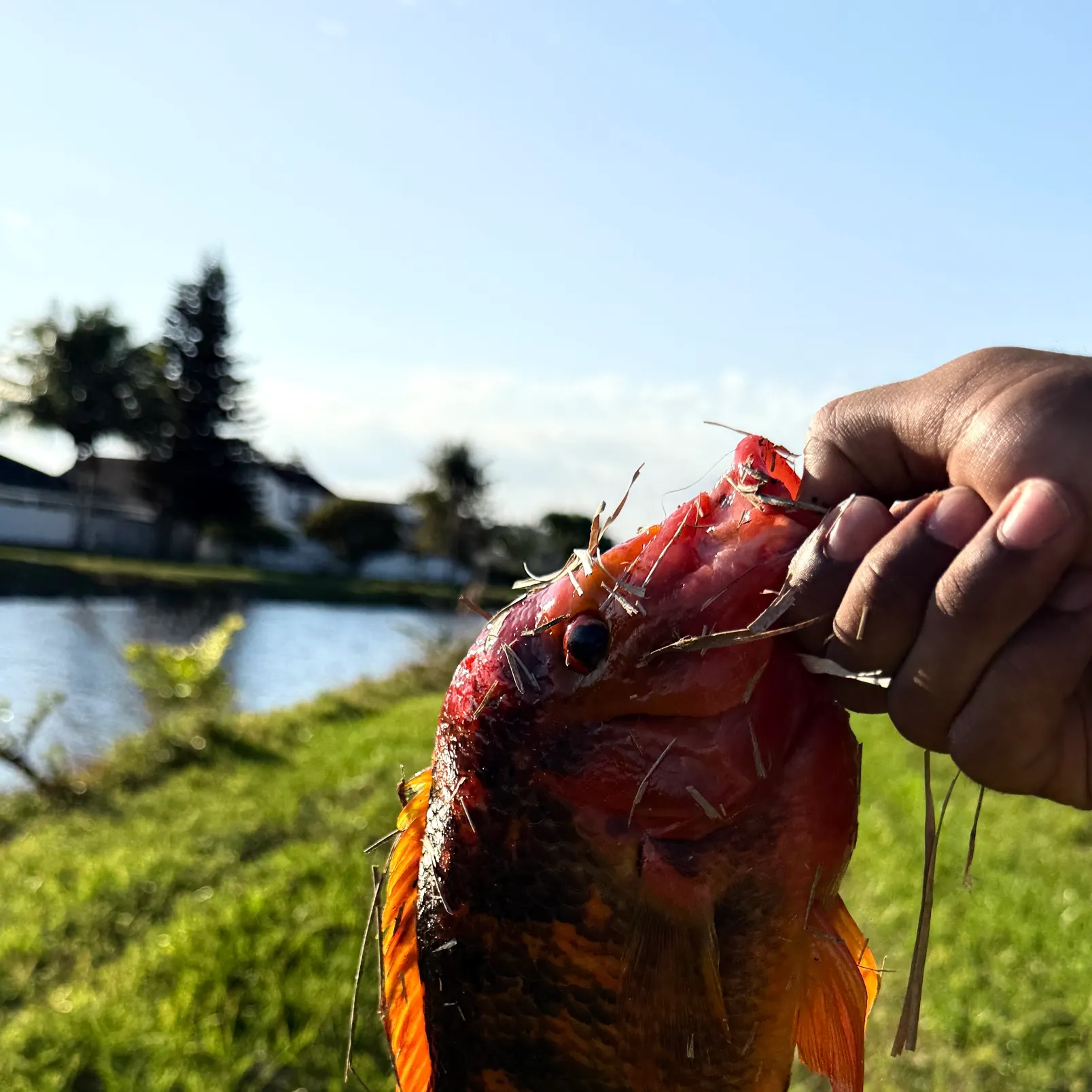 The most recent Midas cichlid catches on Fishbrain
