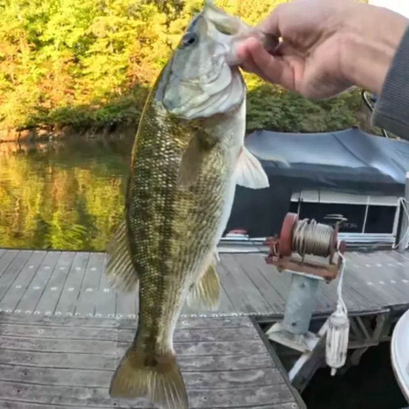 Spotted bass caught on Fishbrain
