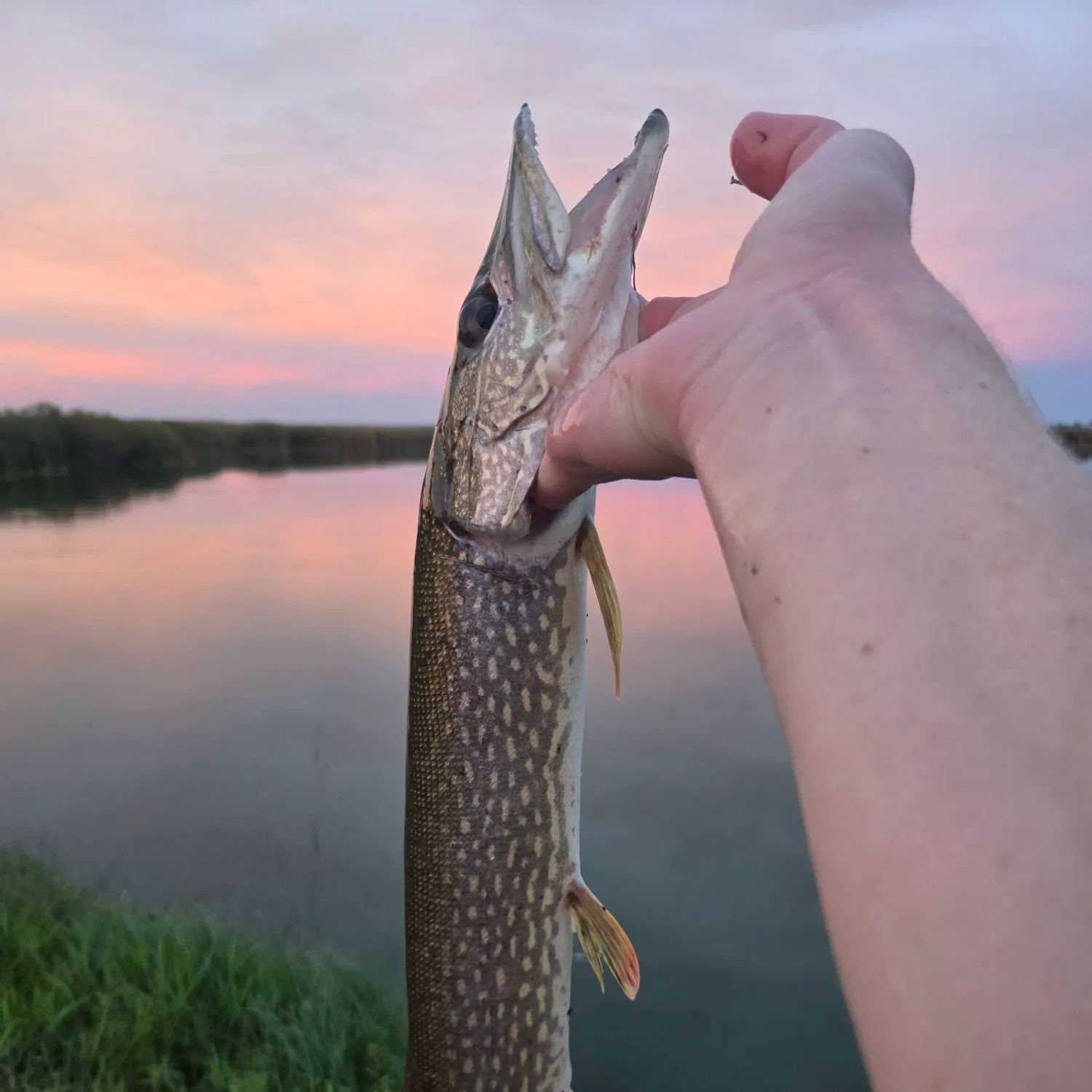 Northern pike caught on Fishbrain
