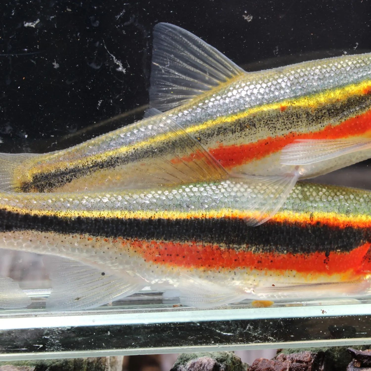 The most recent Lahontan redside shiner catches on Fishbrain