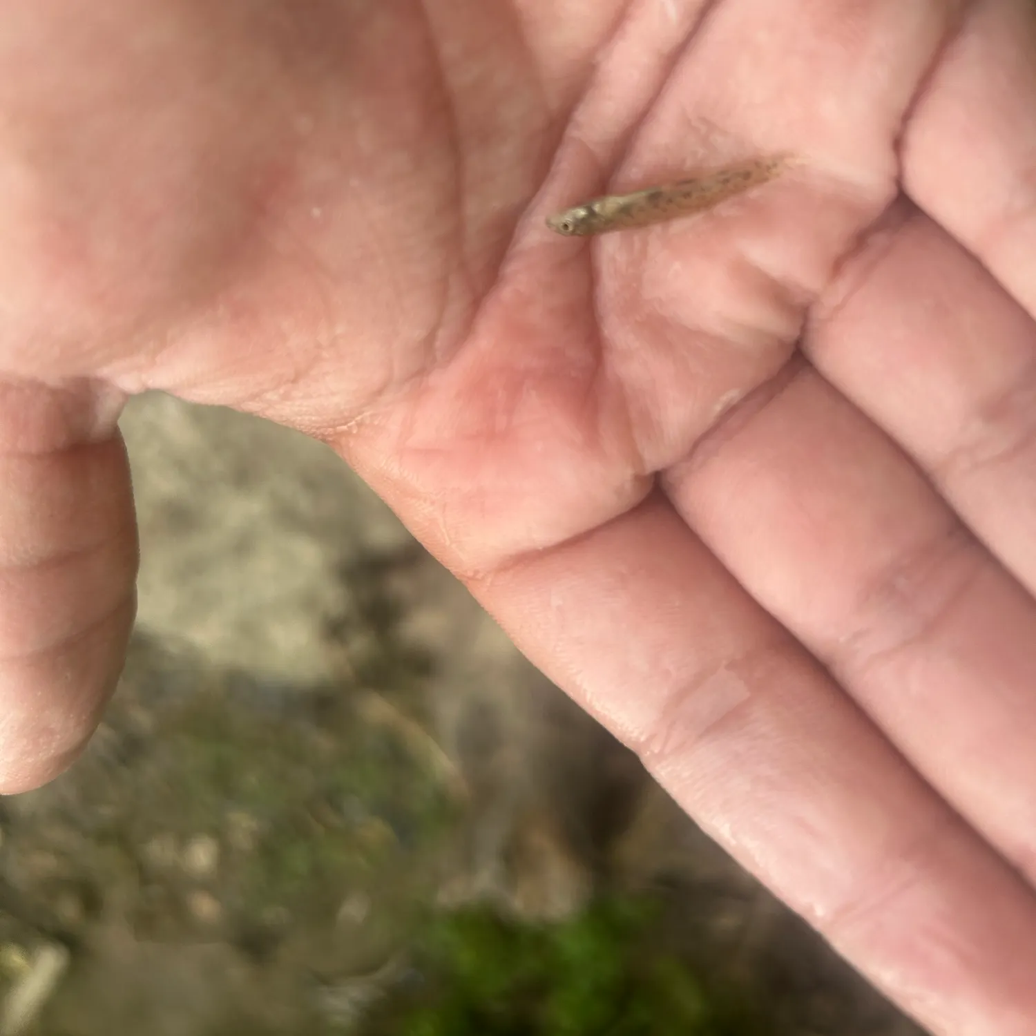 The most recent Sand shiner catches on Fishbrain