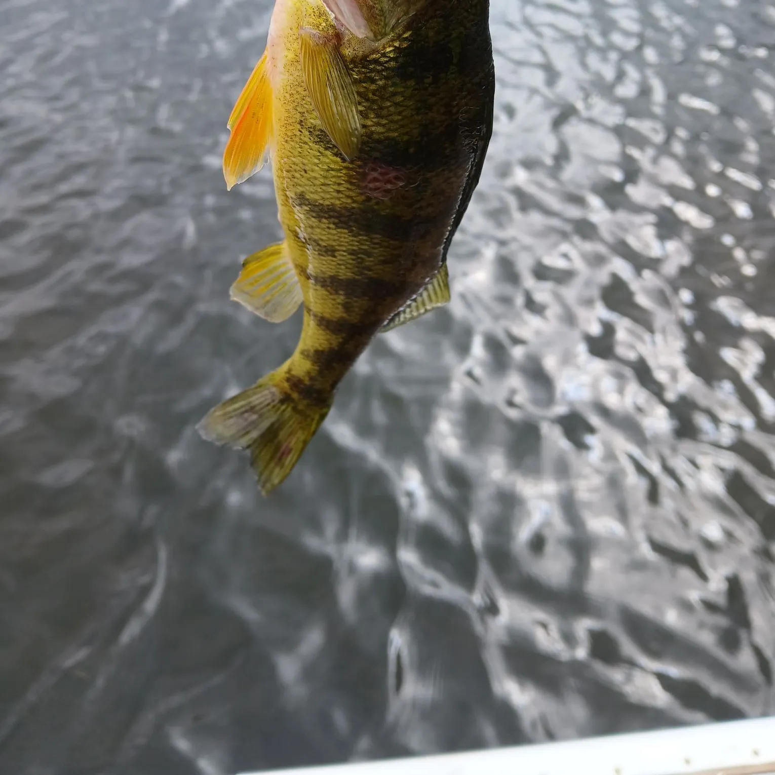 Yellow perch caught on Fishbrain