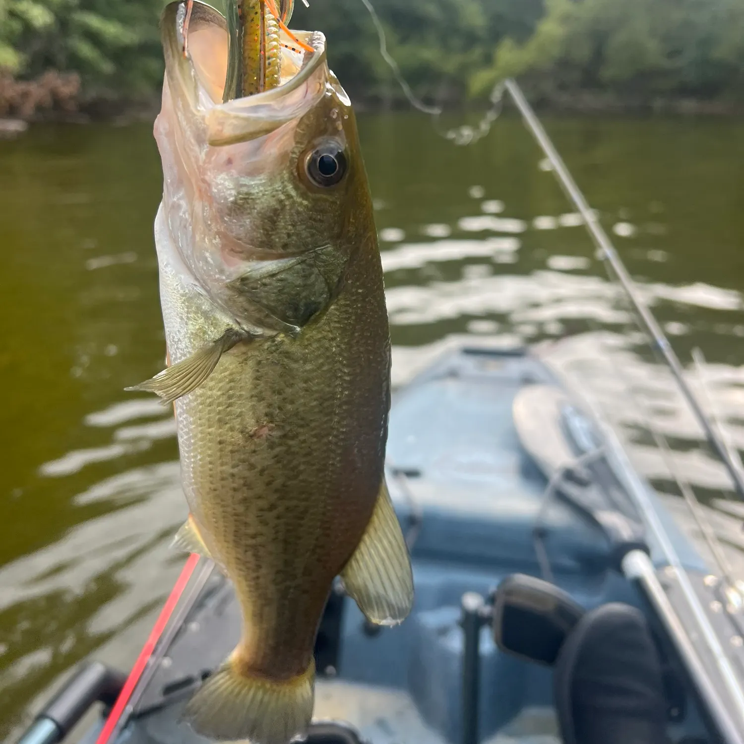 Largemouth bass caught on Fishbrain