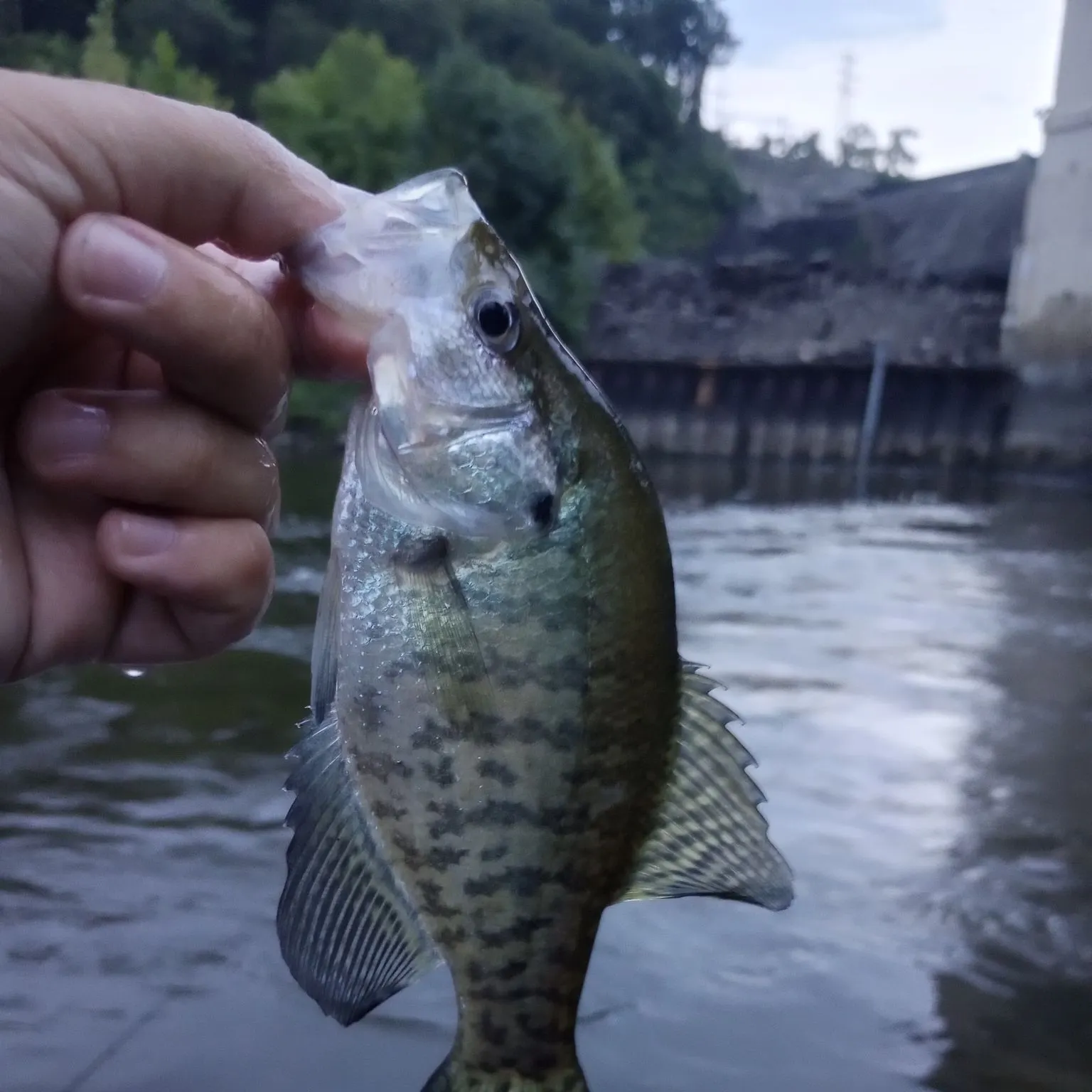 White crappie caught on Fishbrain