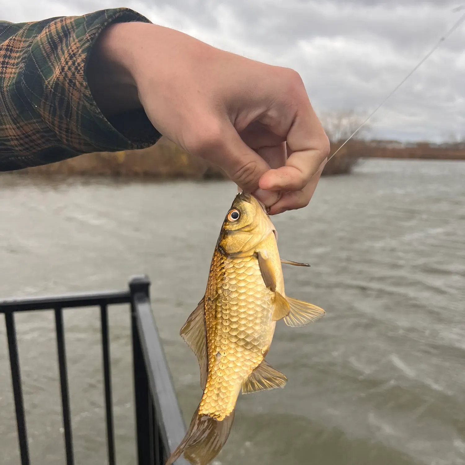 Crucian carp caught on Fishbrain