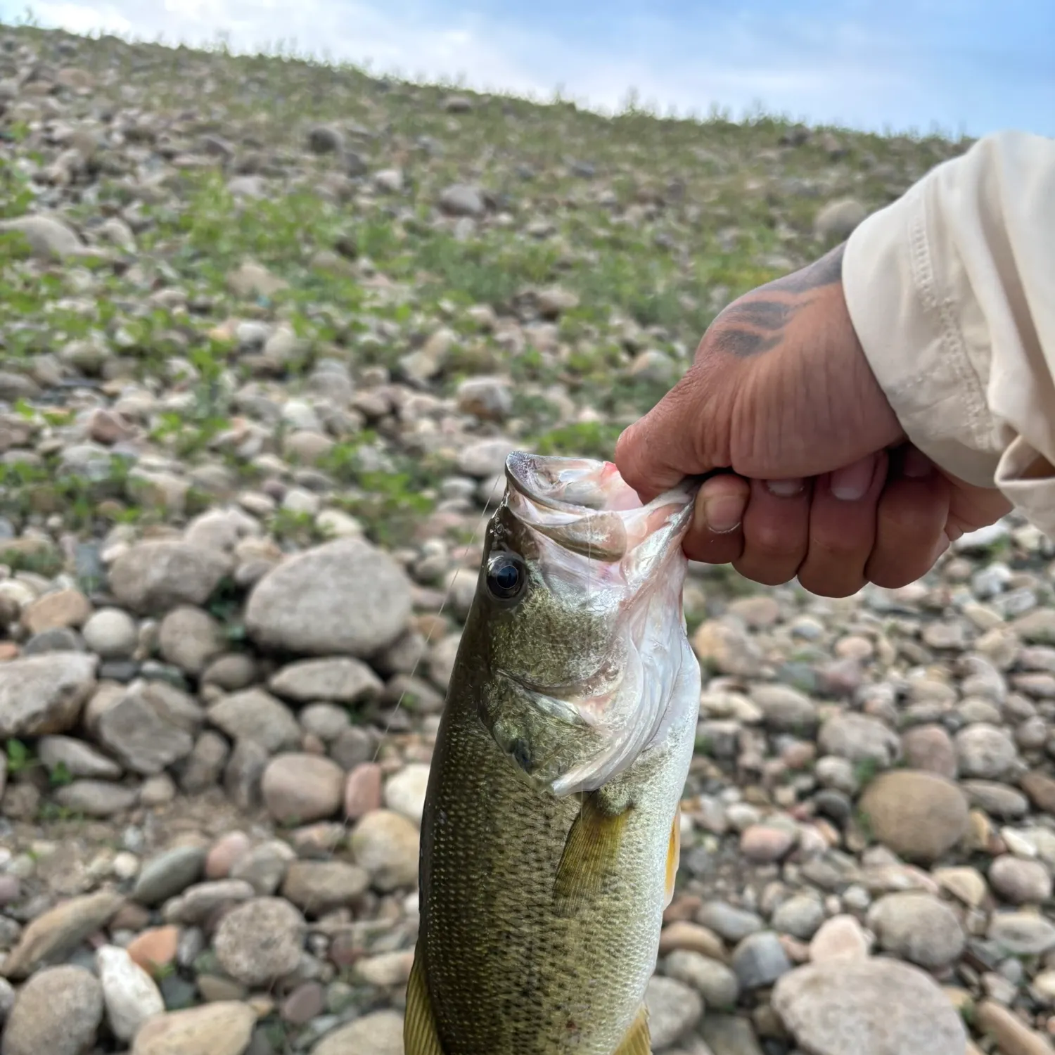 Largemouth bass caught on Fishbrain
