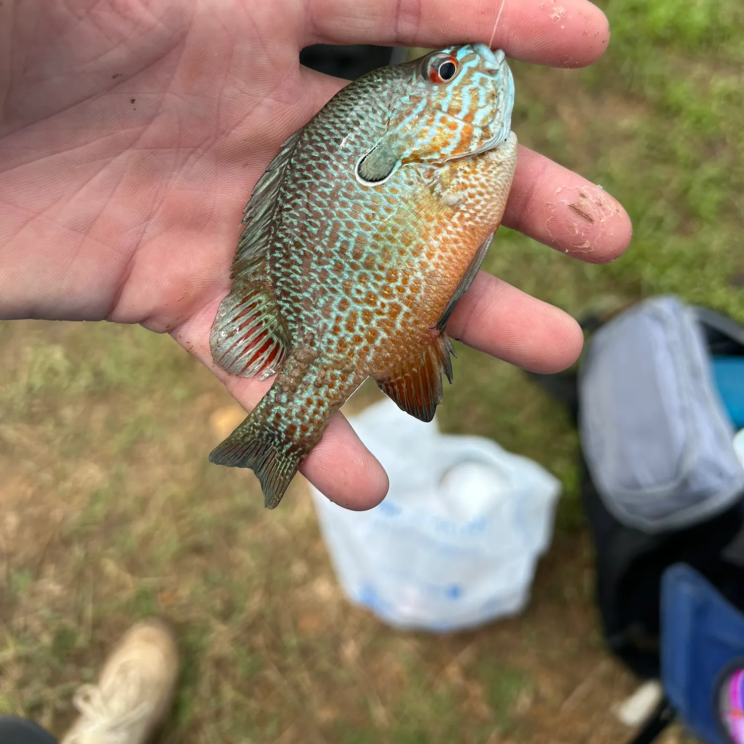 The most recent Longear sunfish catches on Fishbrain