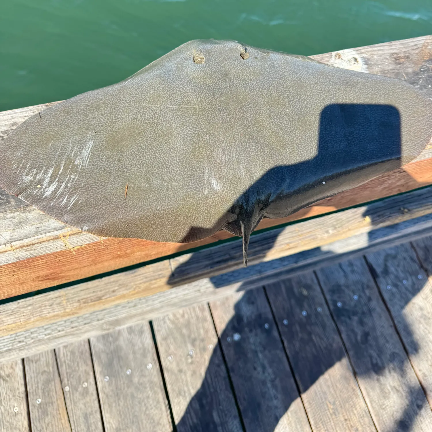 The most recent California butterfly ray catches on Fishbrain