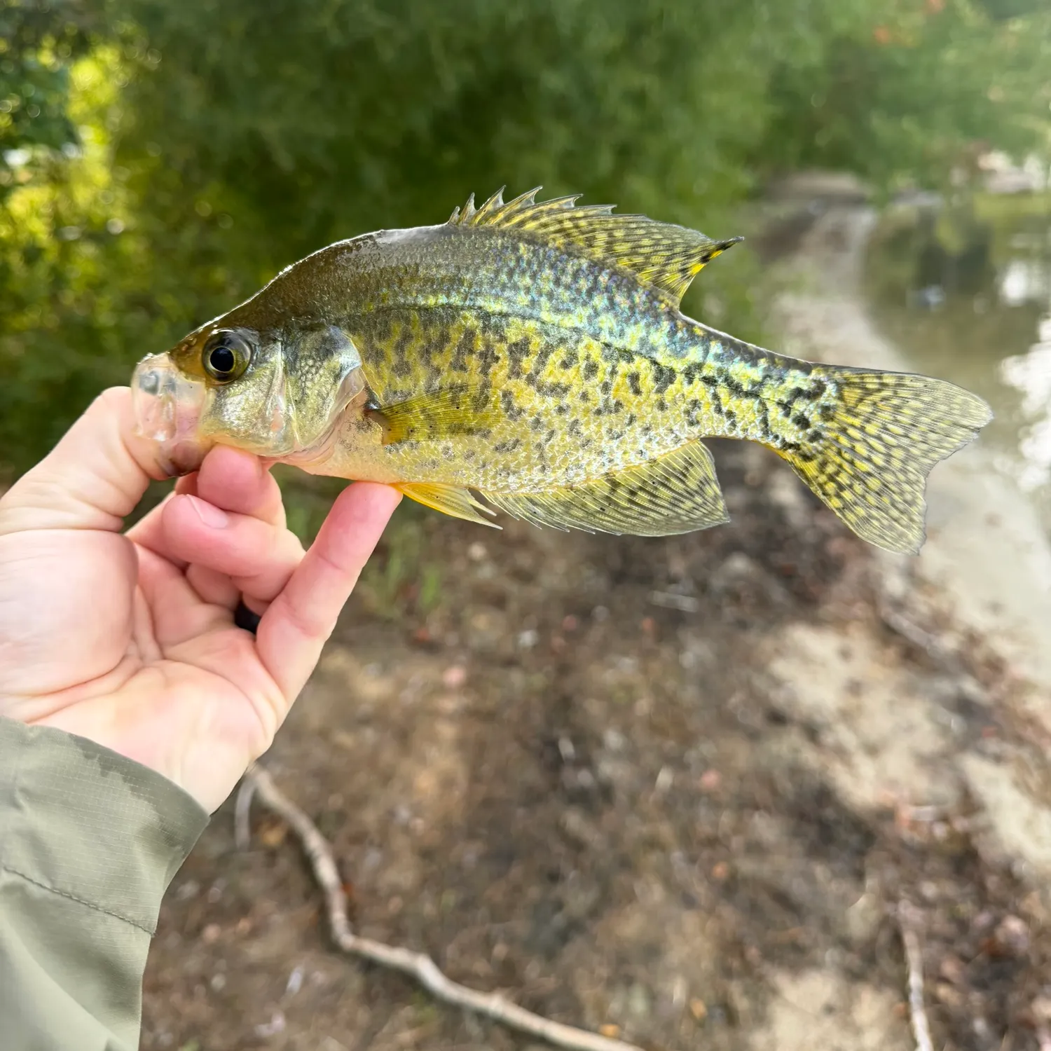 Black crappie caught on Fishbrain
