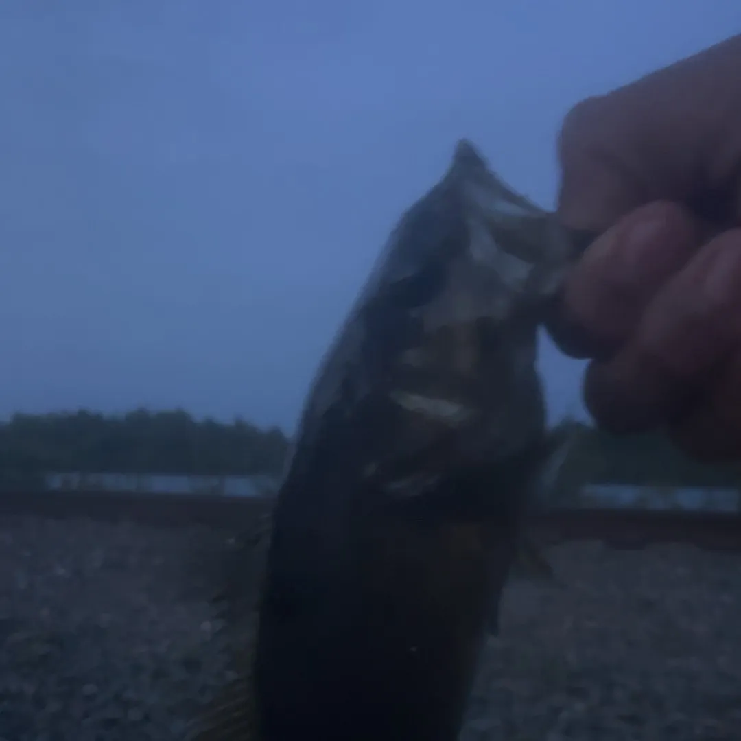 Smallmouth bass caught on Fishbrain