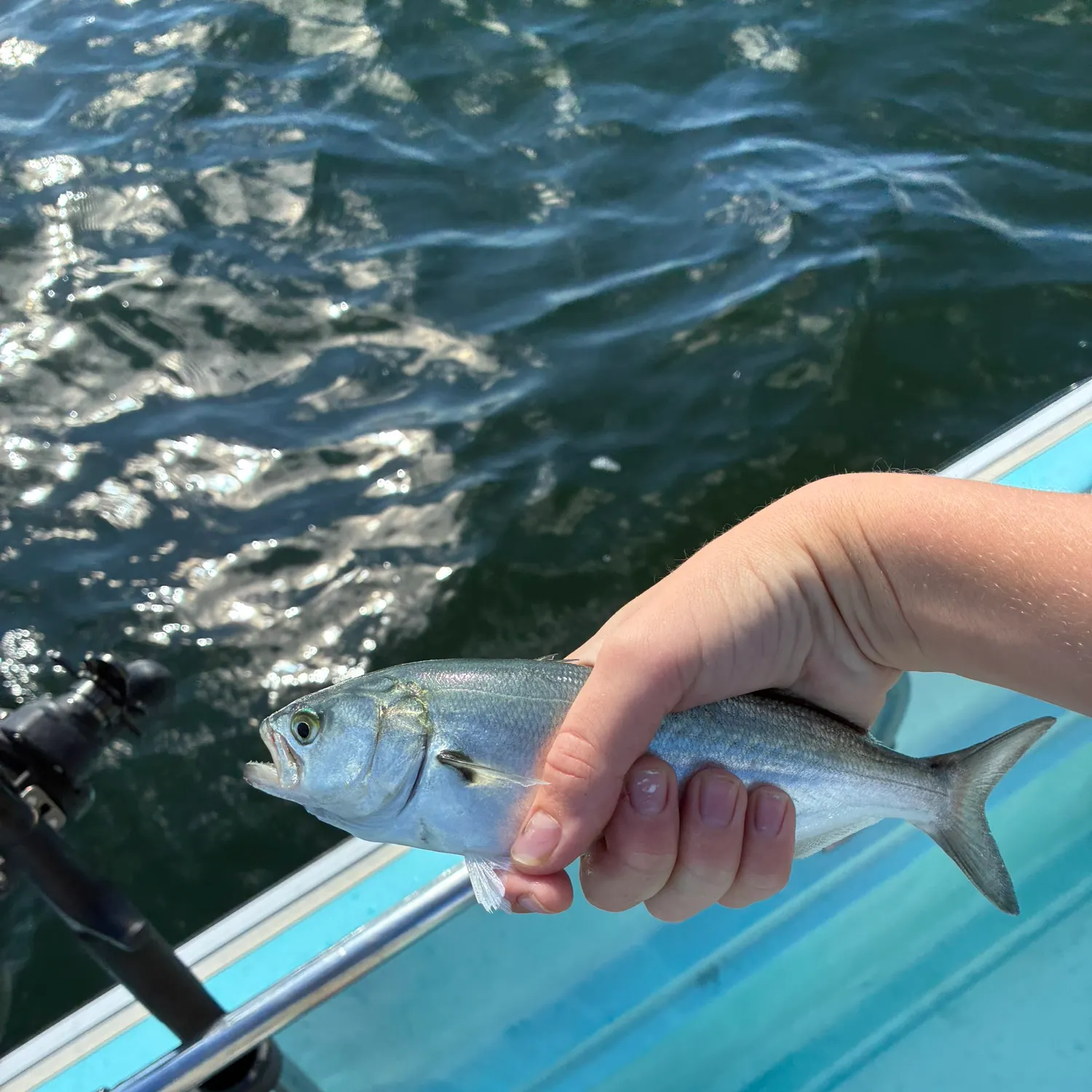 Bluefish caught on Fishbrain