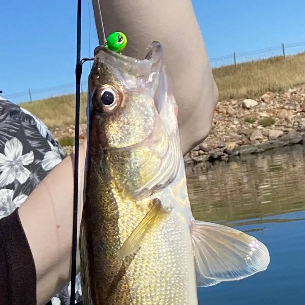 Walleye caught on Fishbrain