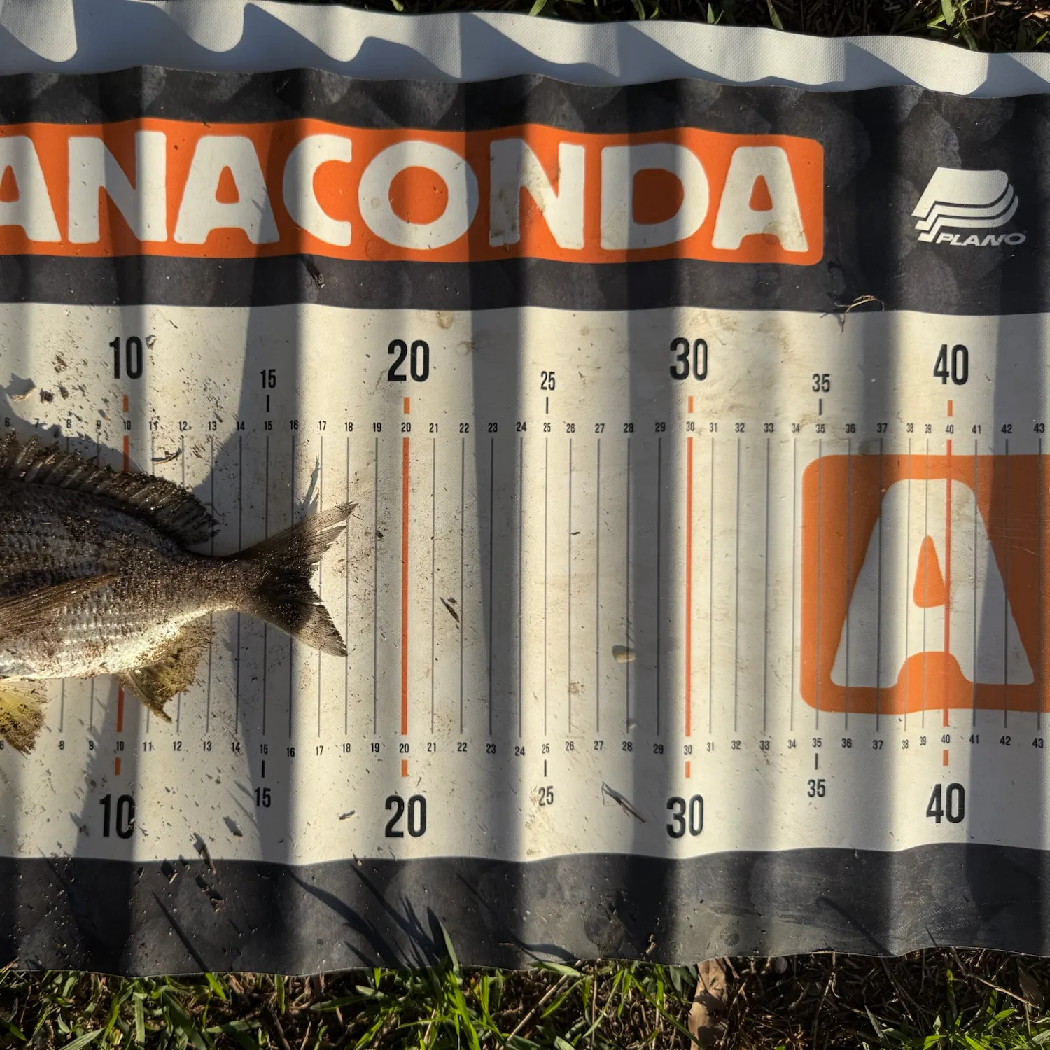 Surf bream caught on Fishbrain