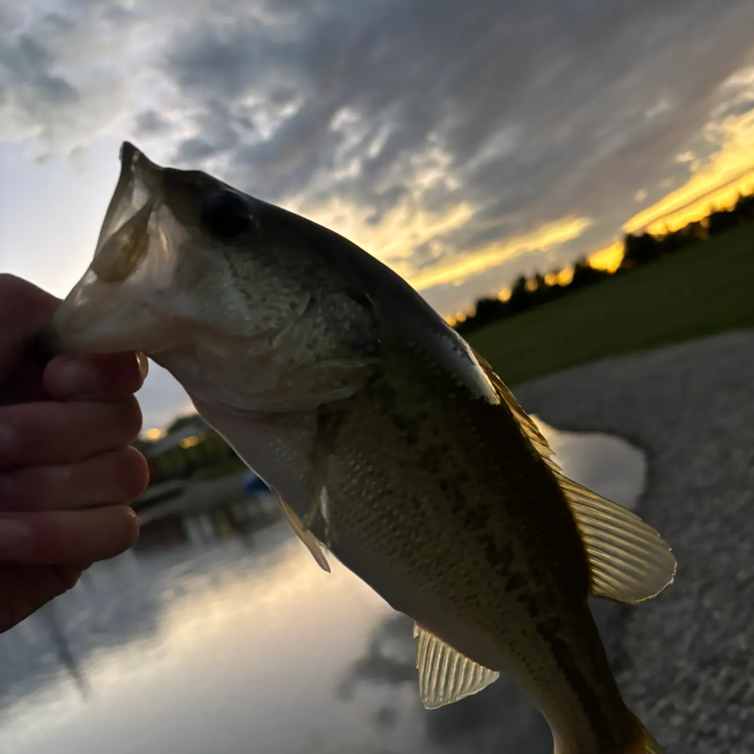 Largemouth bass caught on Fishbrain