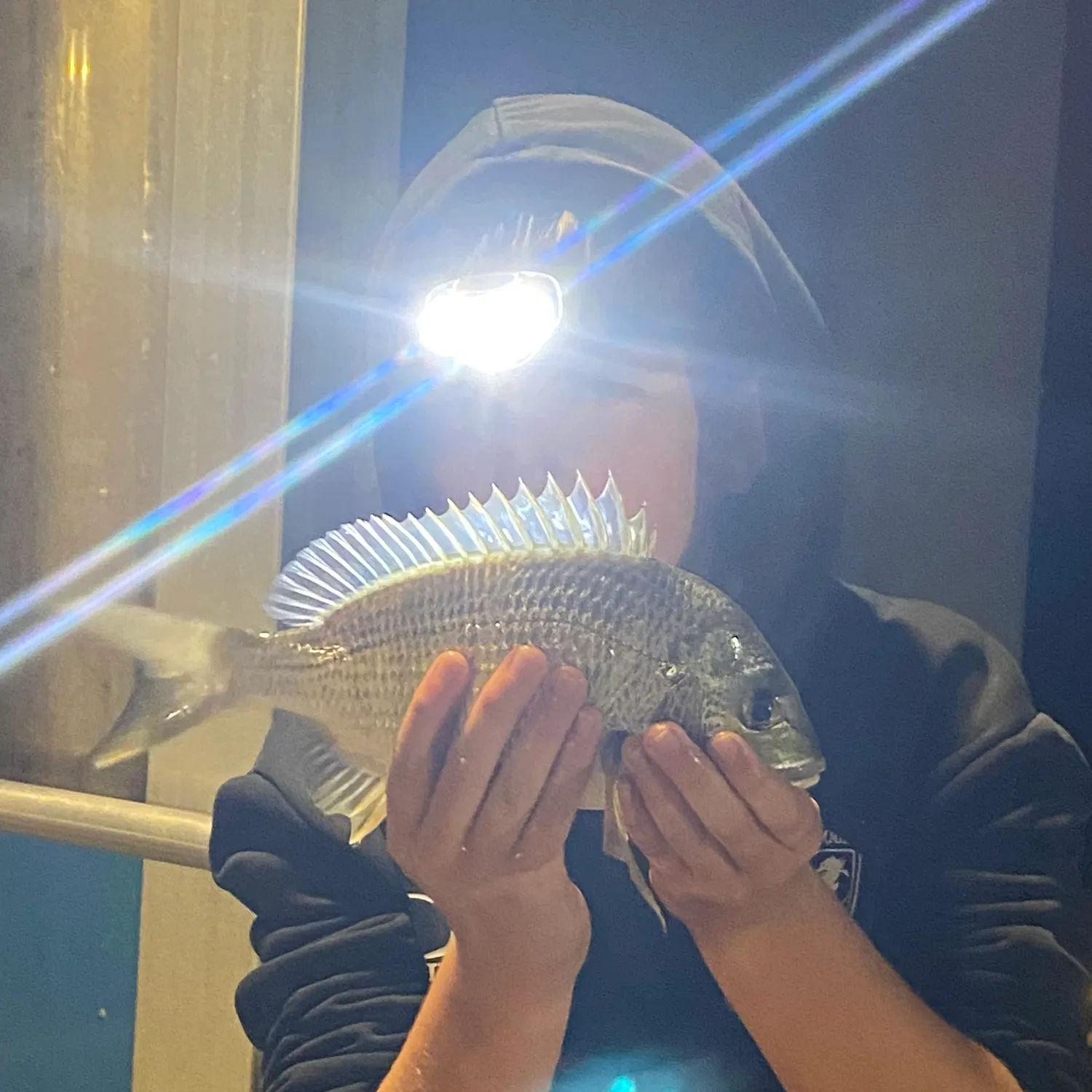 The most recent Surf bream catches on Fishbrain