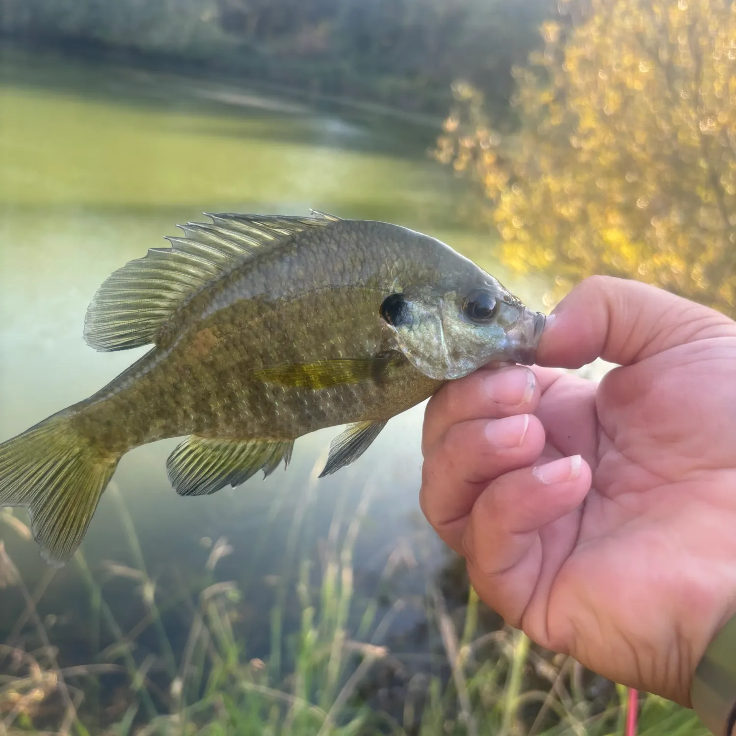Bluegill caught on Fishbrain