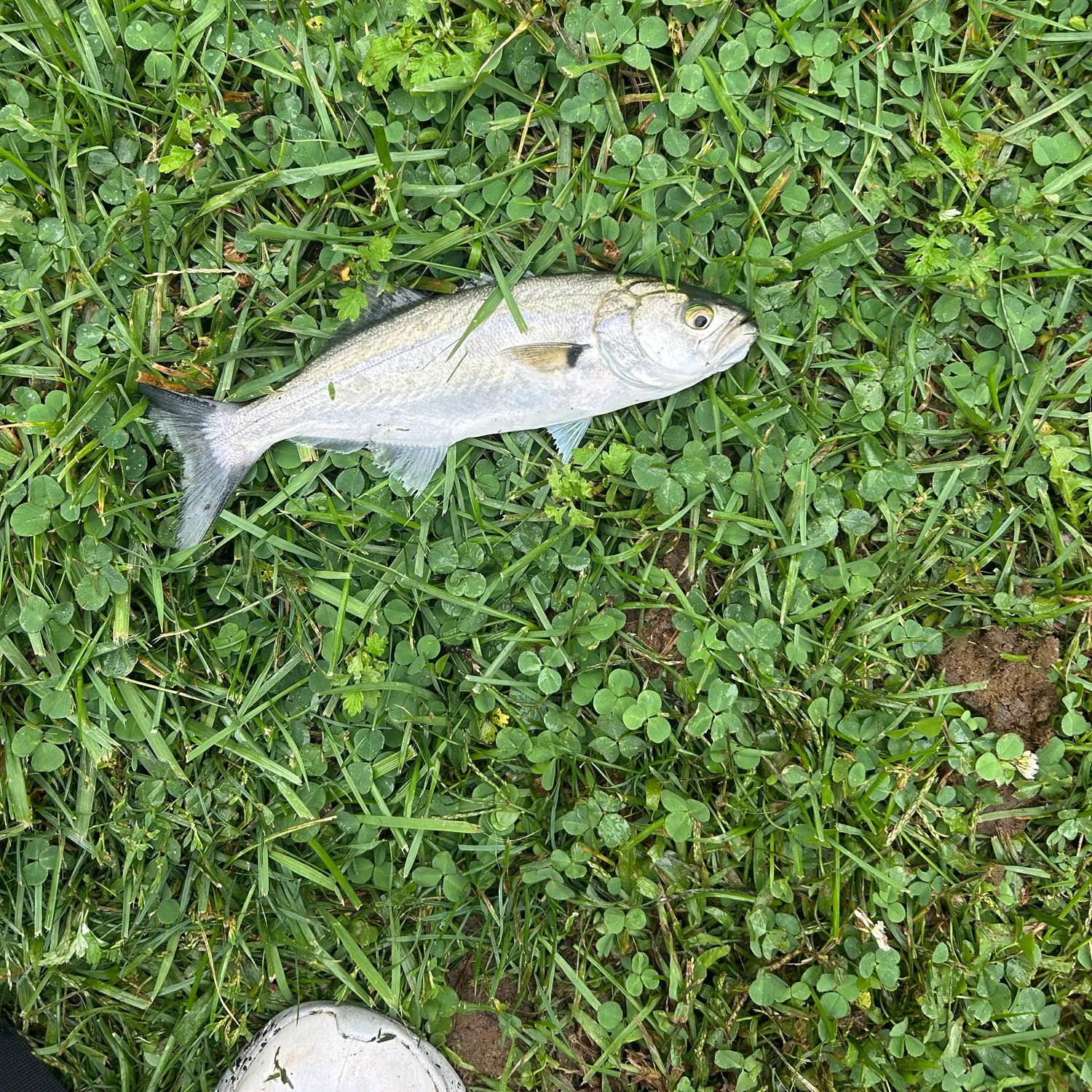 Bluefish caught on Fishbrain