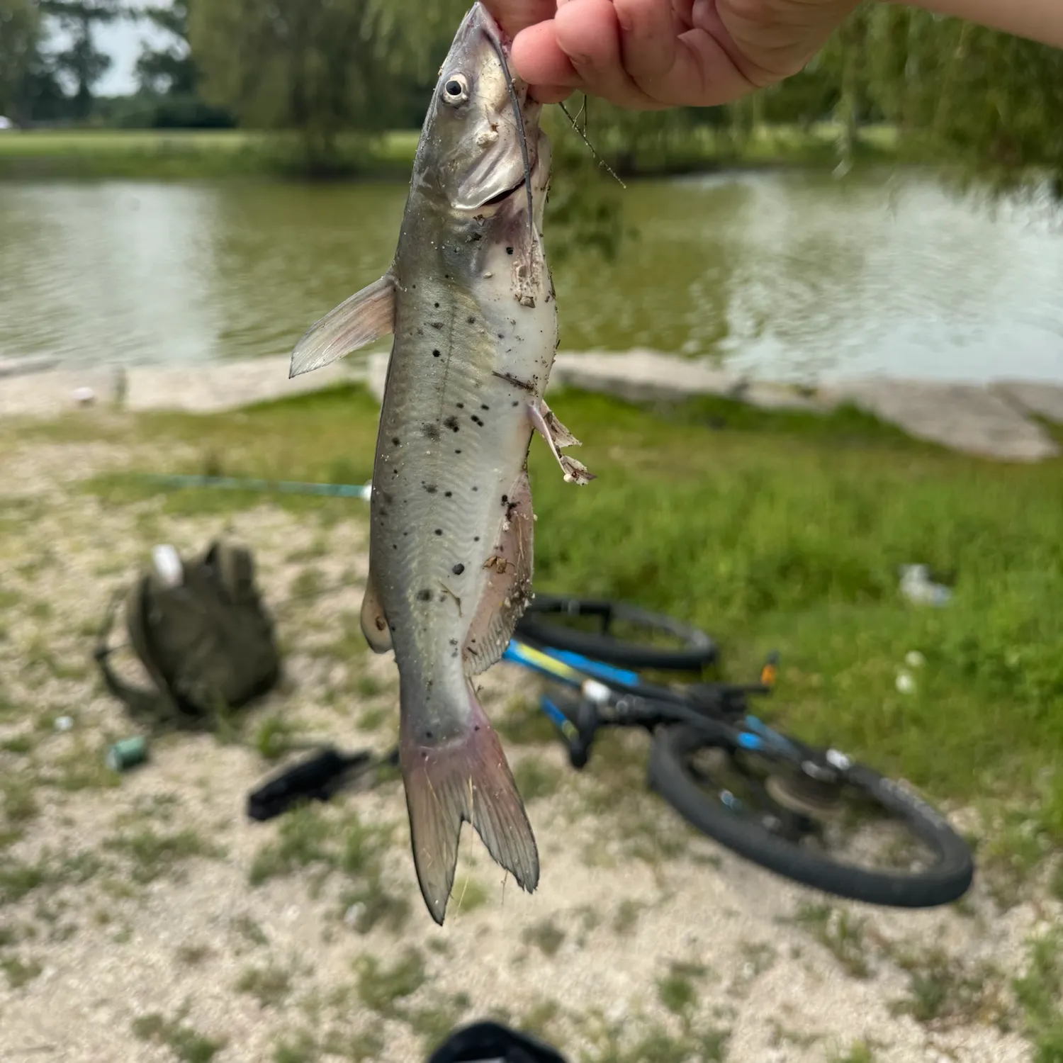 Channel catfish caught on Fishbrain