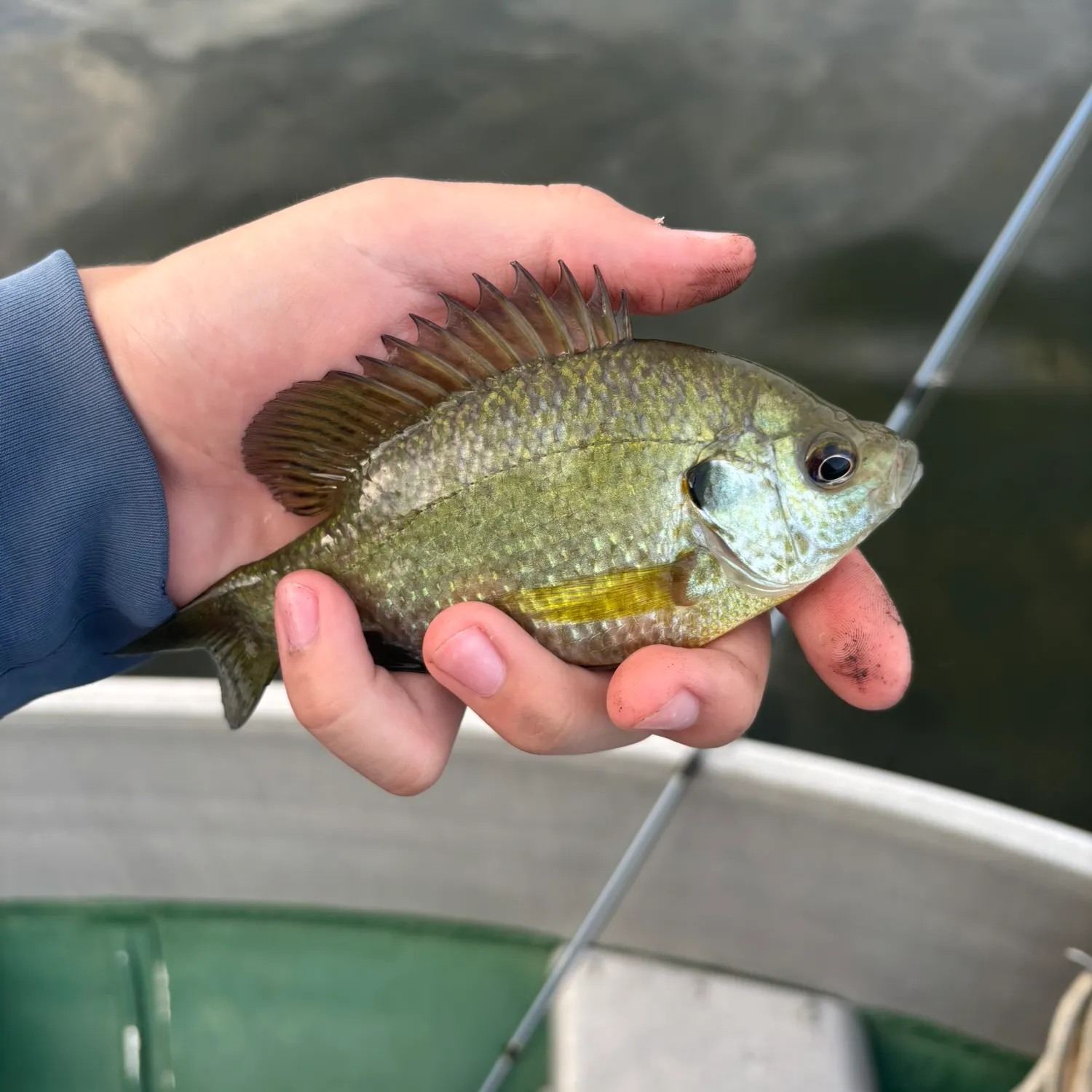 Redear x bluegill caught on Fishbrain