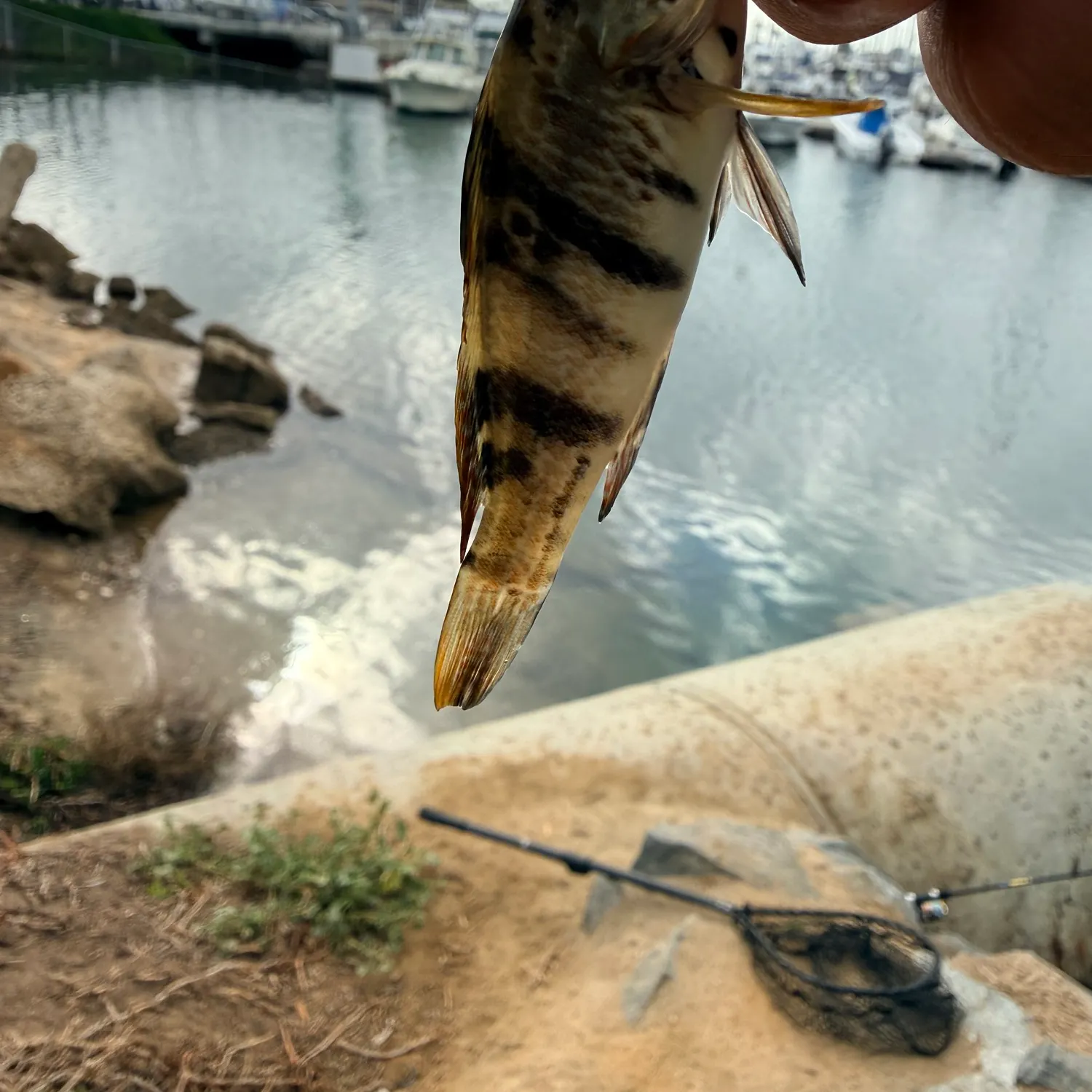 The most recent Kelp bass catches on Fishbrain