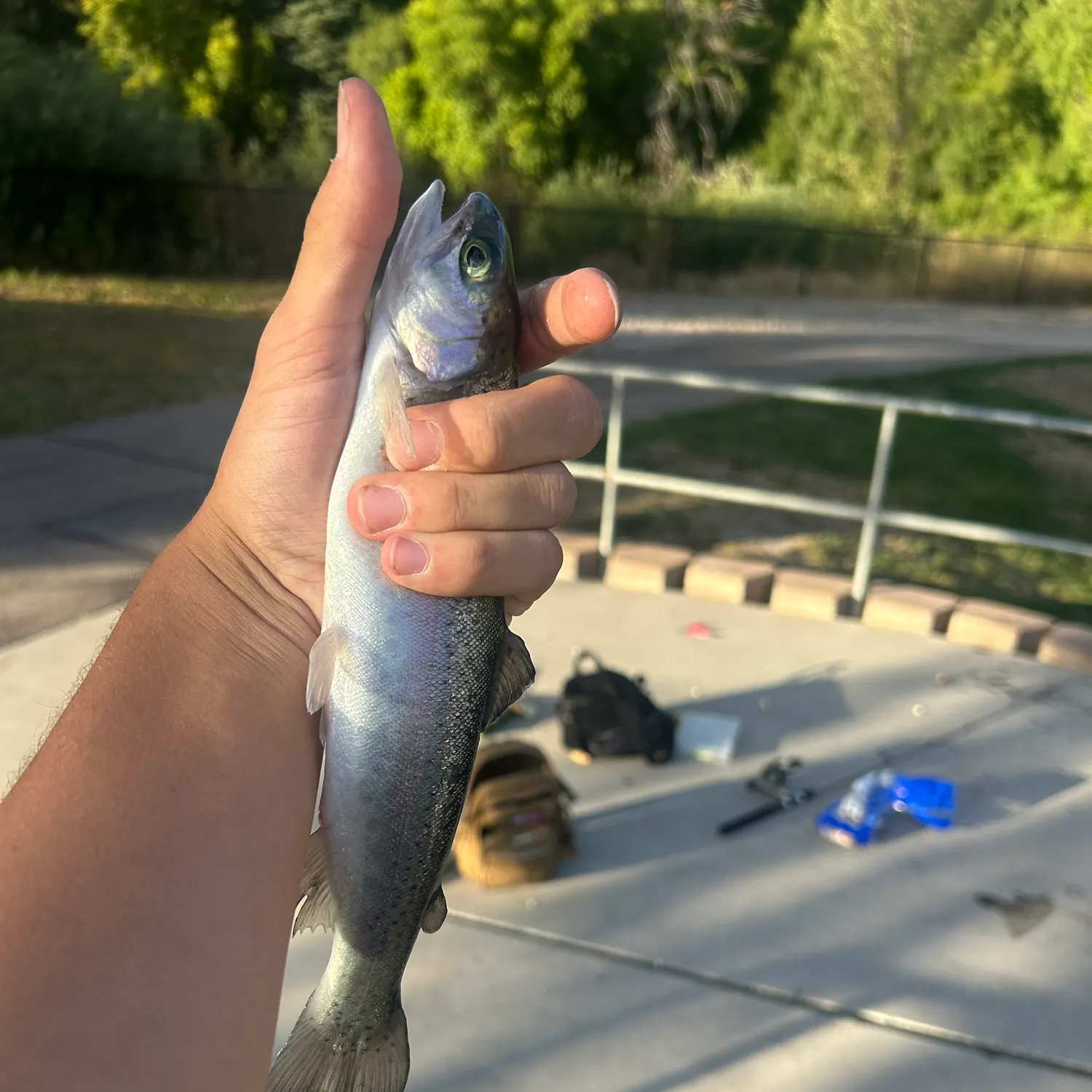 Rainbow trout caught on Fishbrain