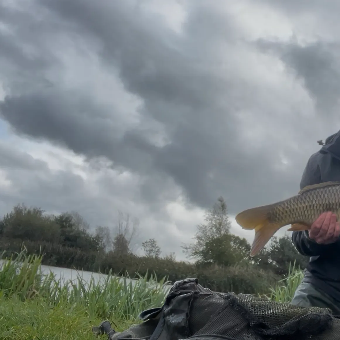 Common carp caught on Fishbrain