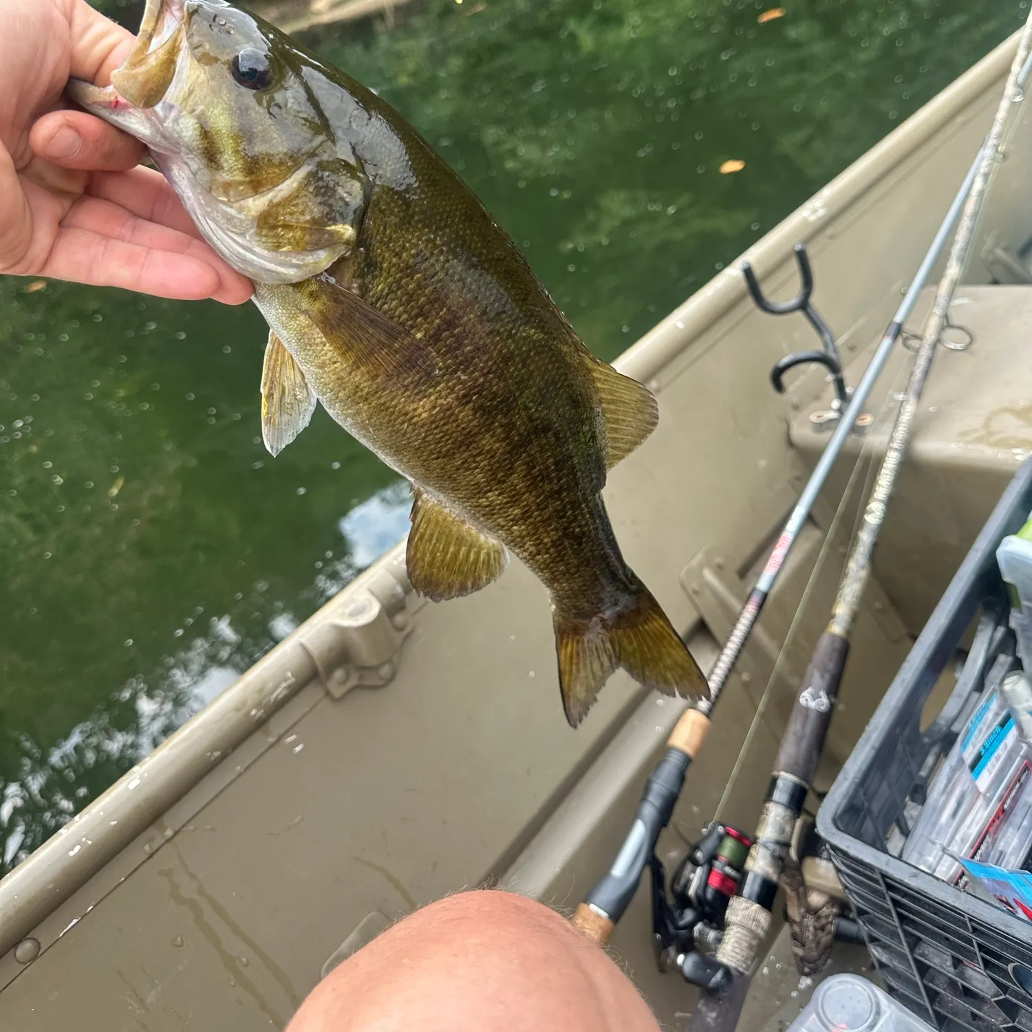 Smallmouth bass caught on Fishbrain