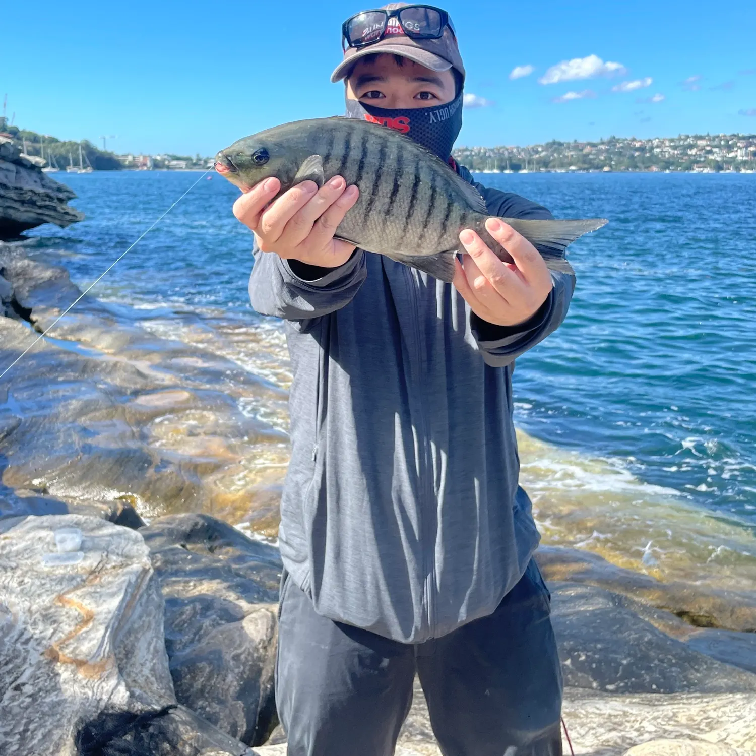 The most recent Luderick catches on Fishbrain