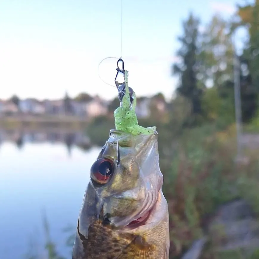 Rock bass caught on Fishbrain