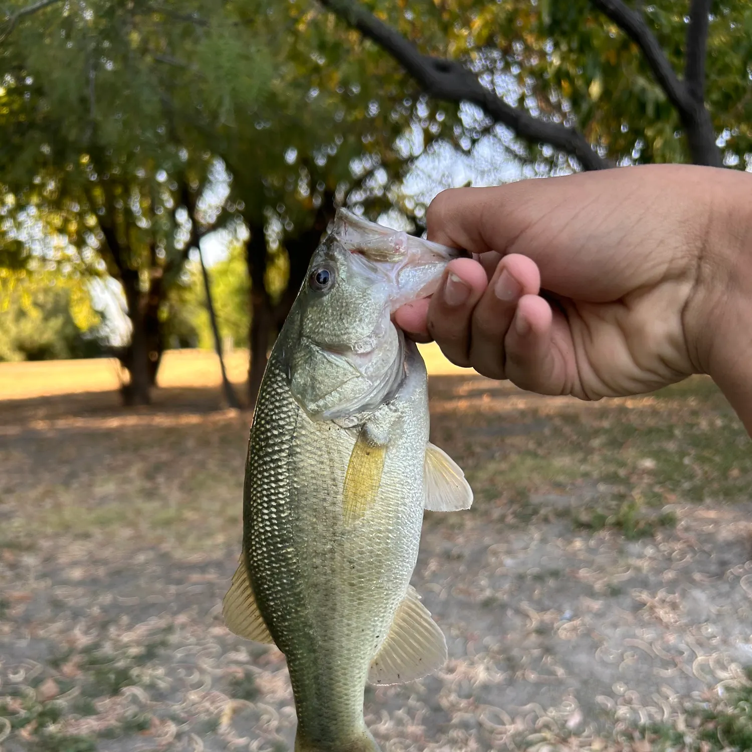The most recent Largemouth bass catches on Fishbrain
