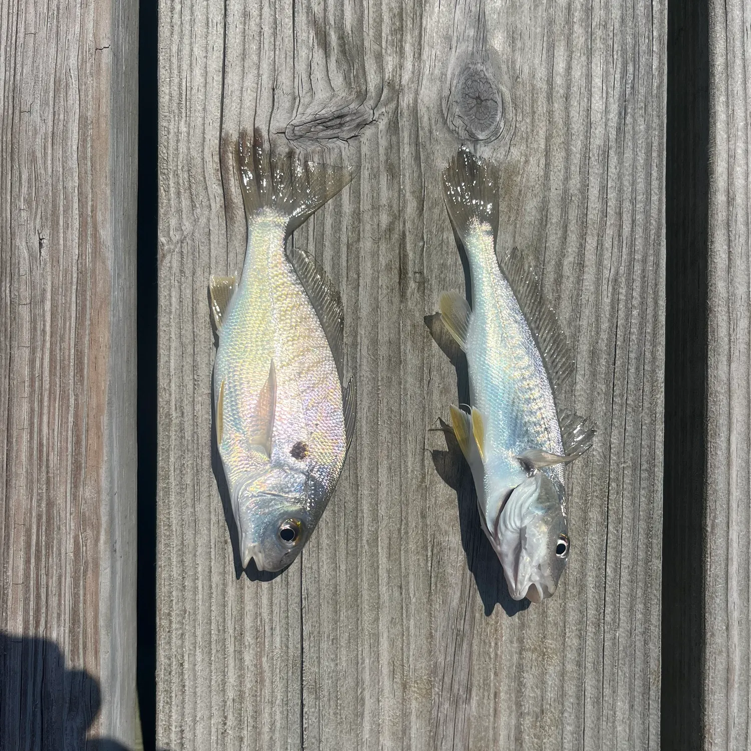 The most recent Spot croaker catches on Fishbrain
