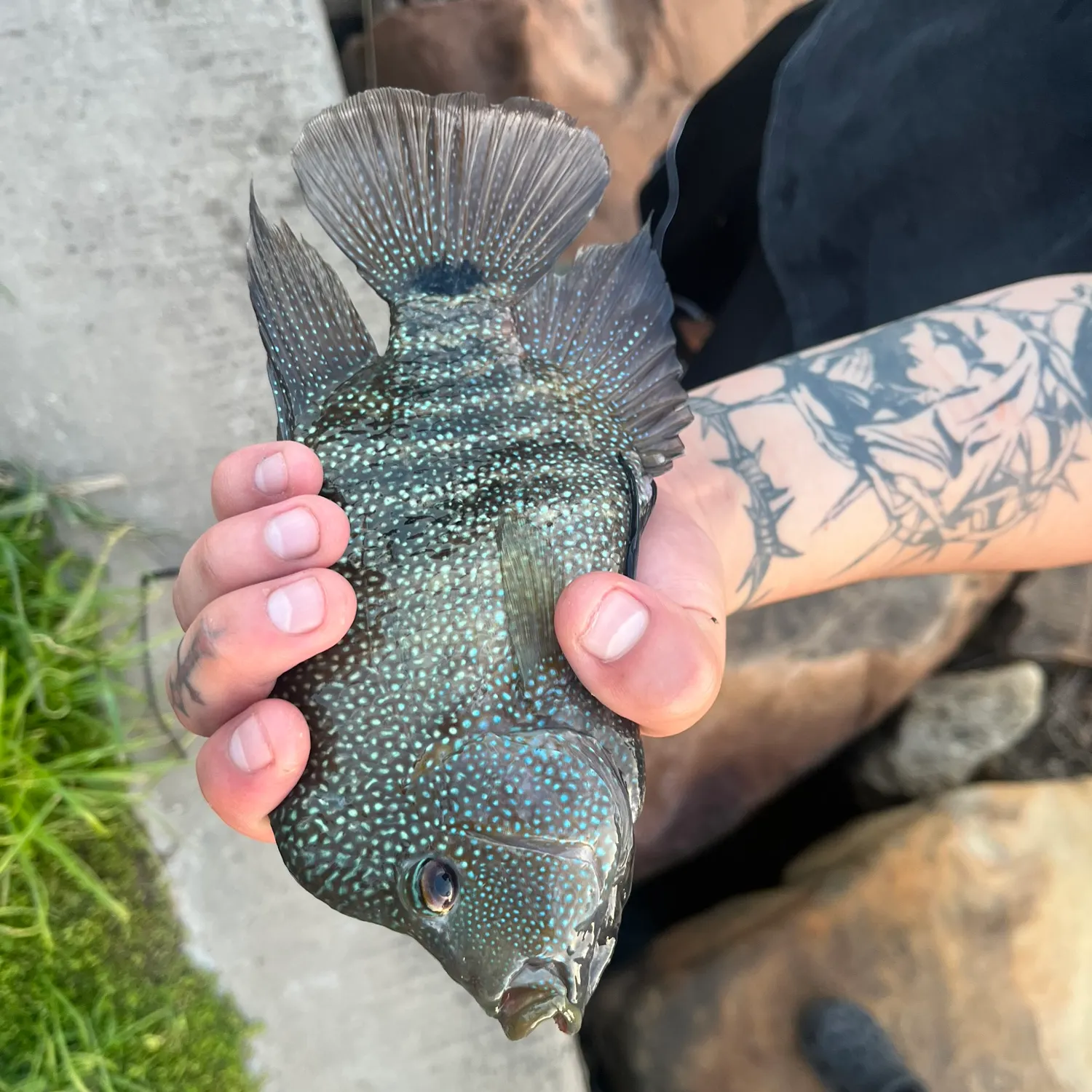 The most recent Rio Grande cichlid catches on Fishbrain