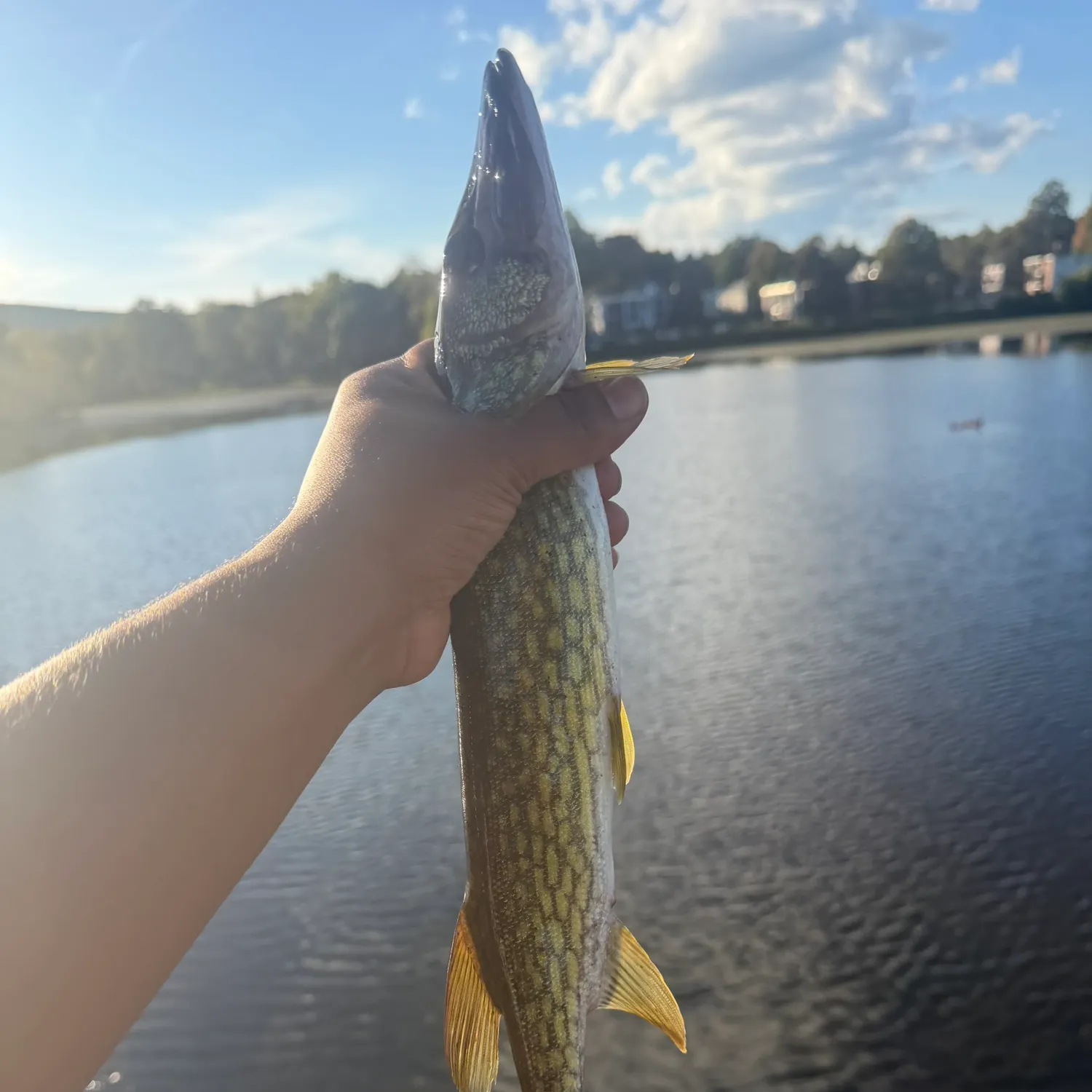 Chain pickerel caught on Fishbrain
