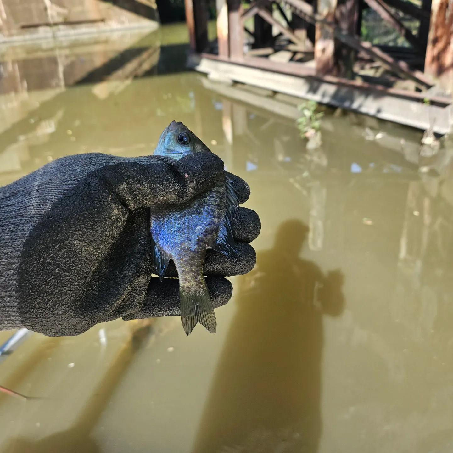 Bluegill caught on Fishbrain