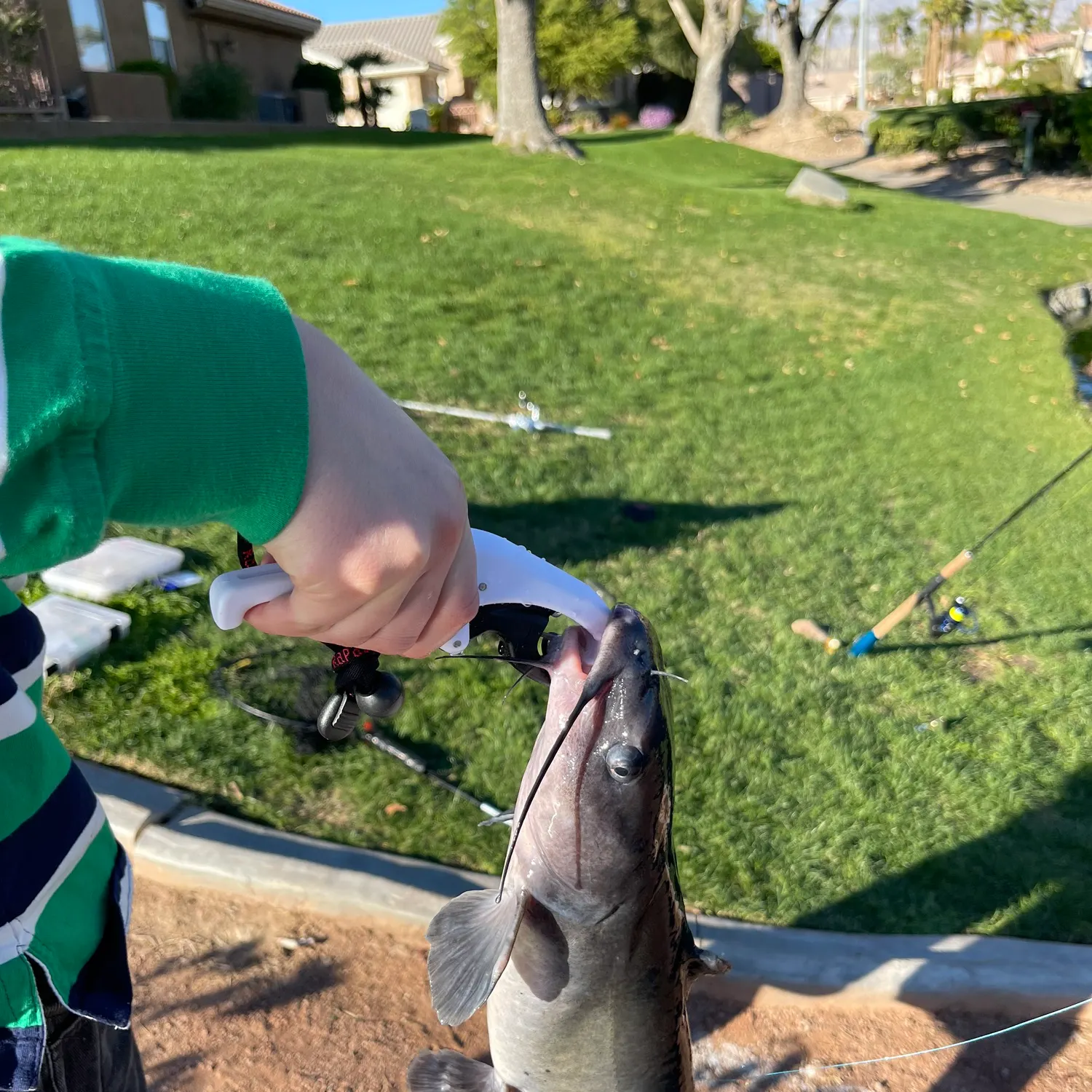 The most recent Channel catfish catches on Fishbrain