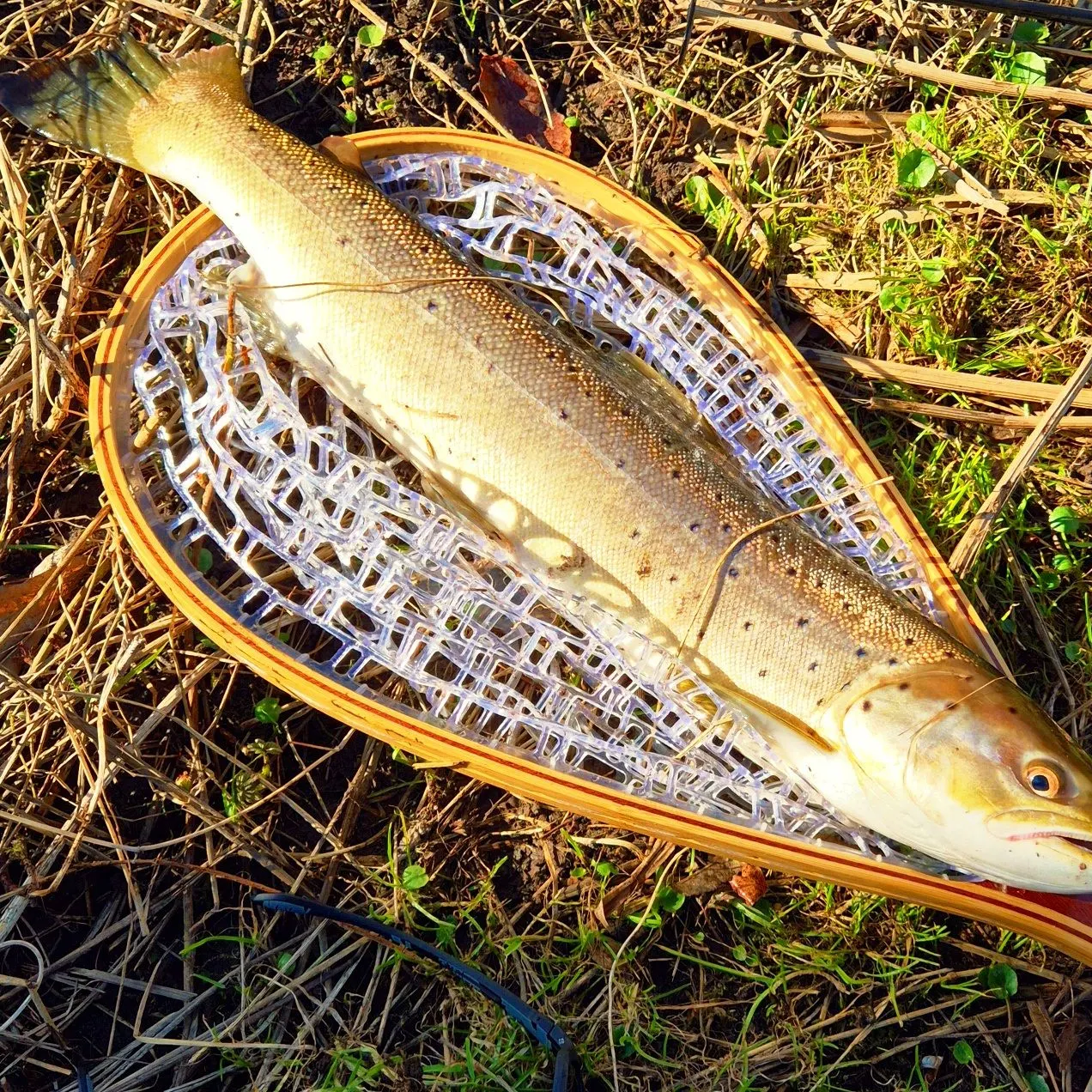 Sea trout caught on Fishbrain