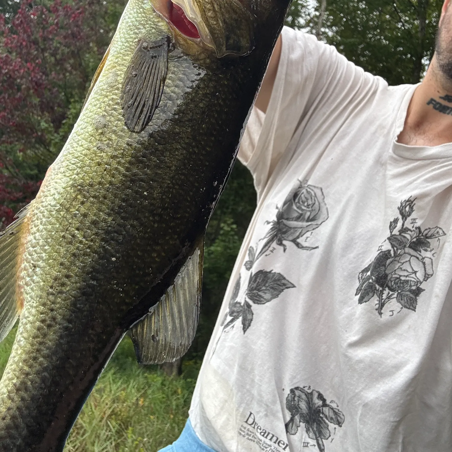 Largemouth bass caught on Fishbrain