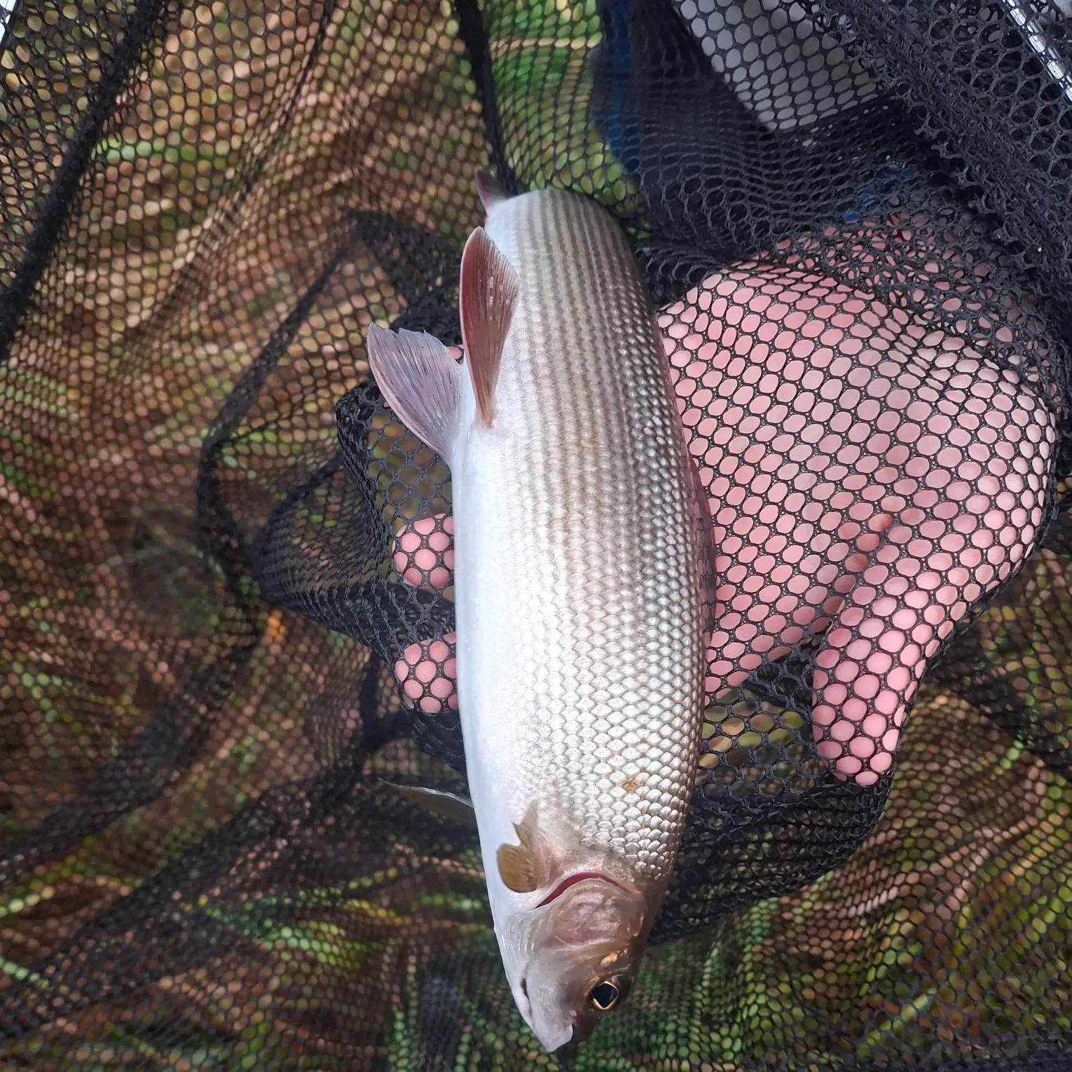 European grayling caught on Fishbrain