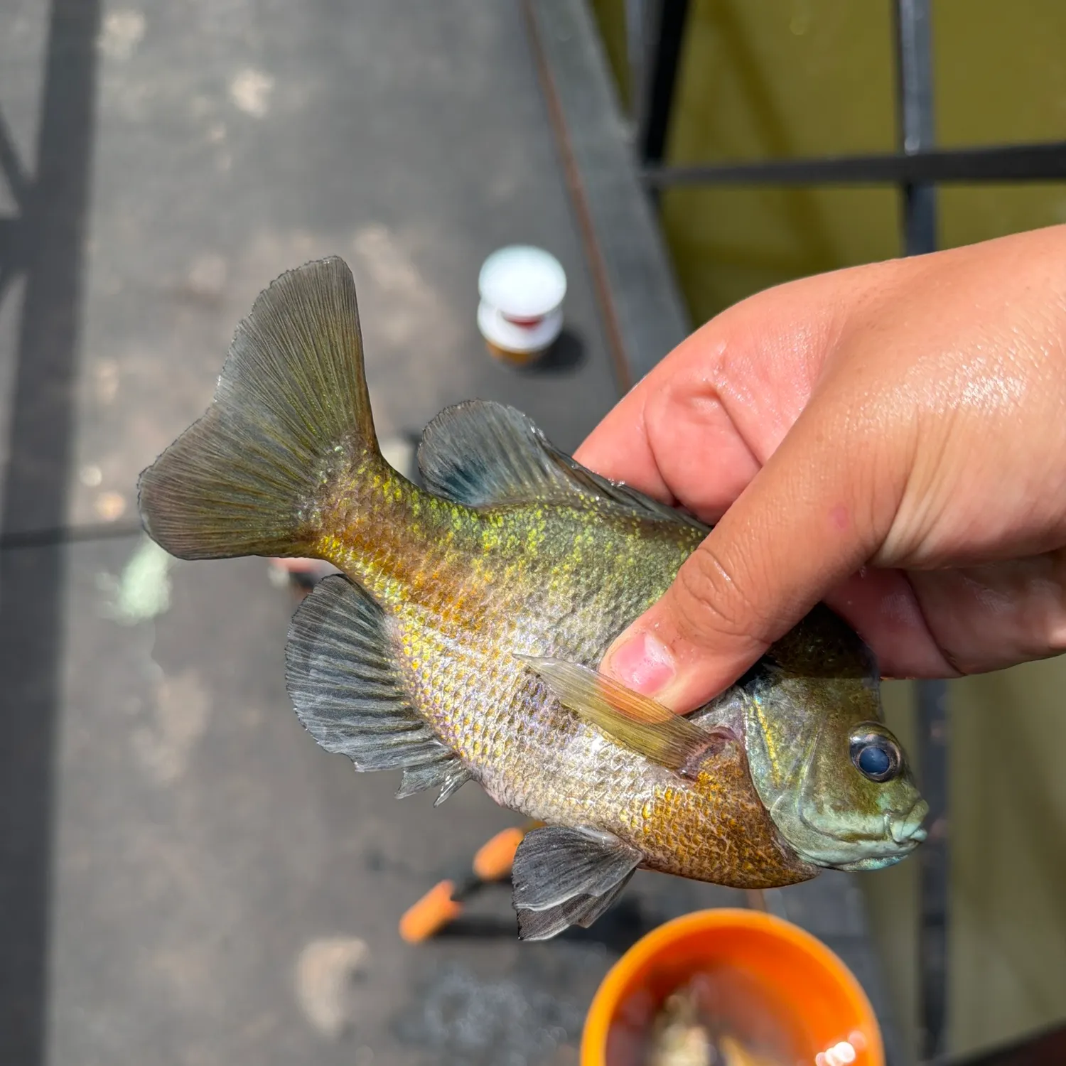 catch