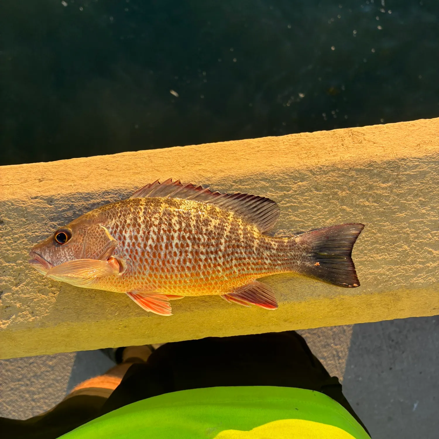 Mangrove snapper caught on Fishbrain