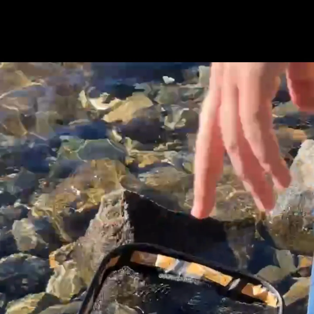 Rainbow trout caught on Fishbrain