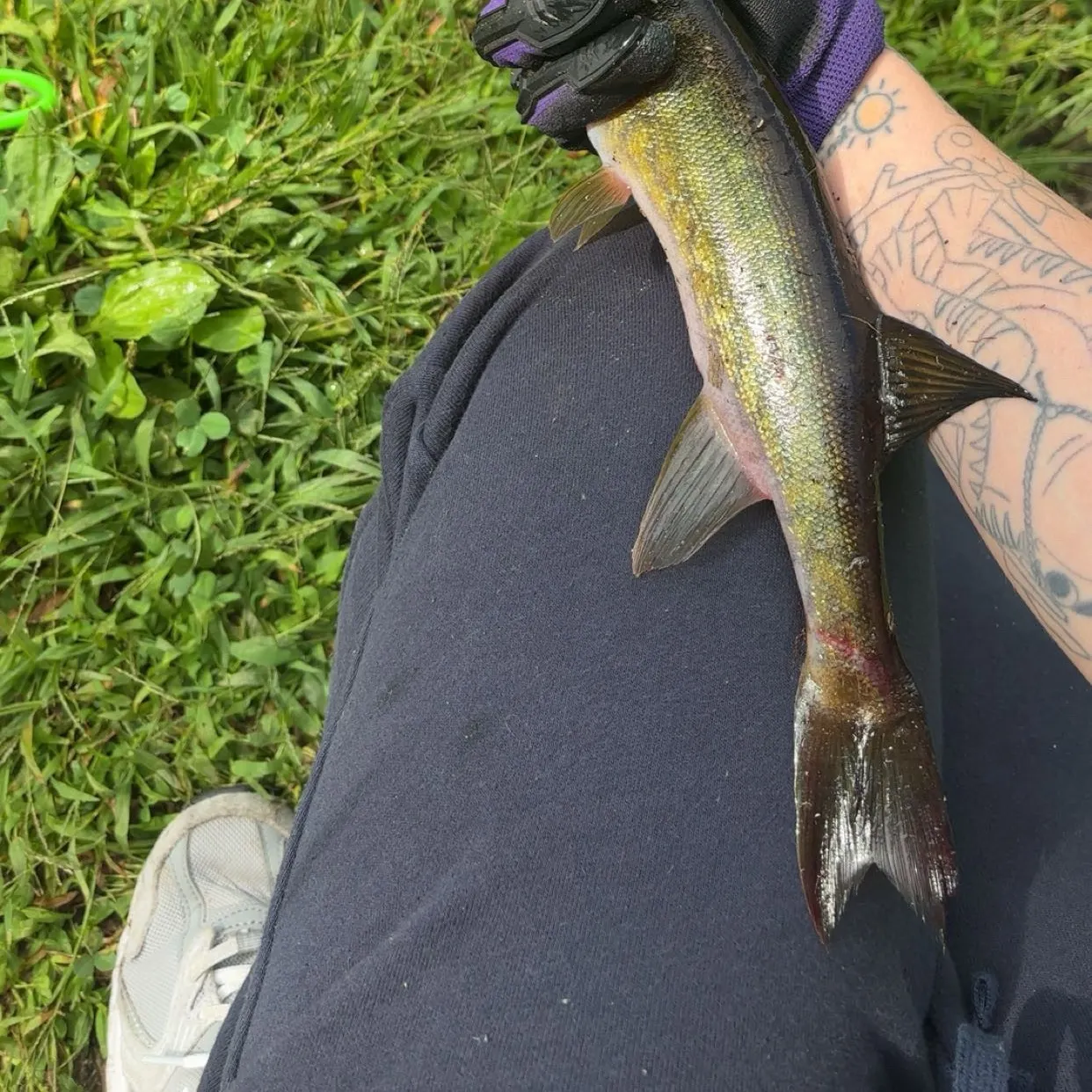 Chain pickerel caught on Fishbrain