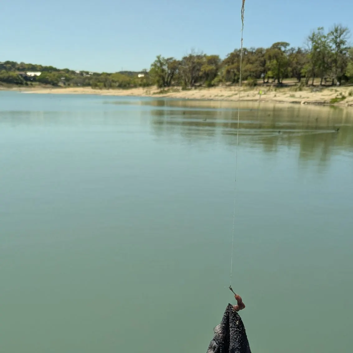 The most popular recent Whale shark catch on Fishbrain