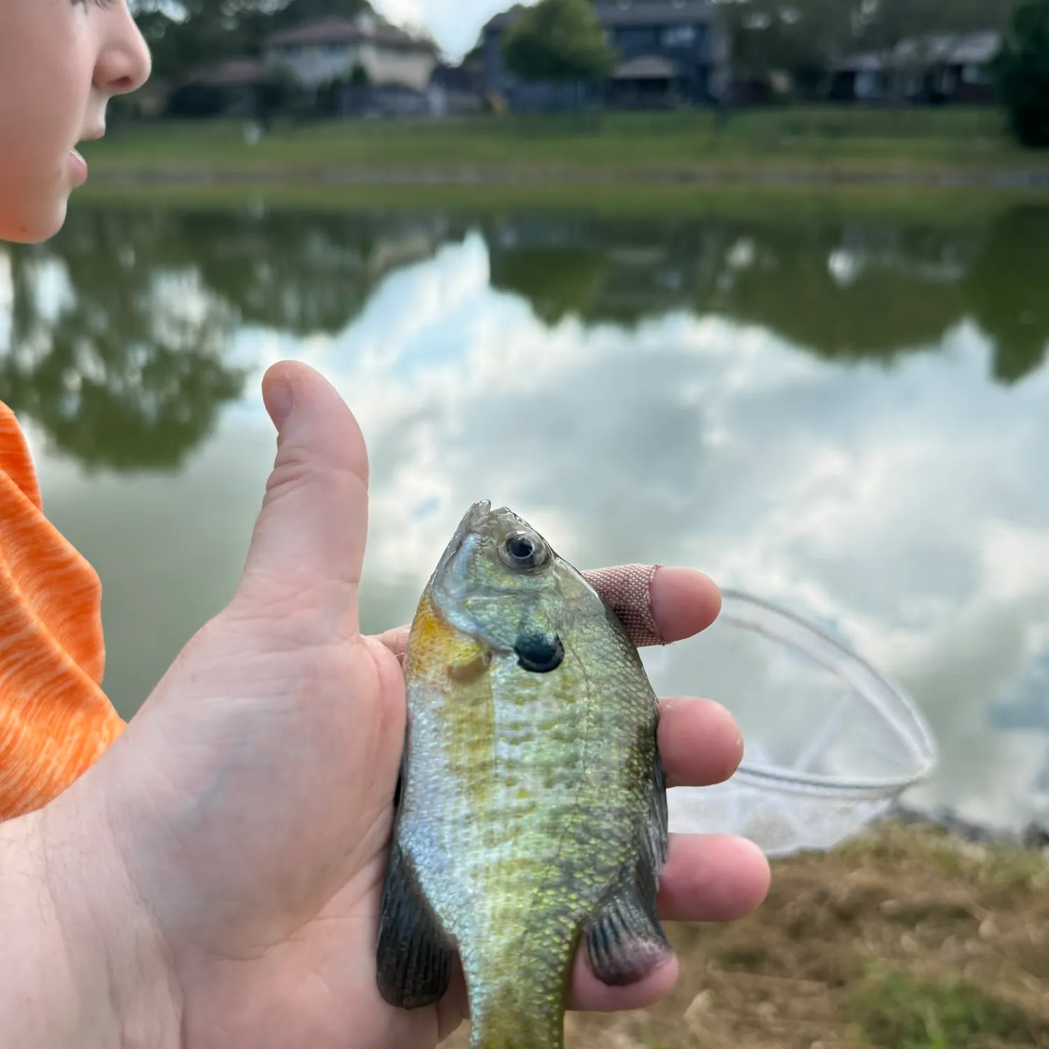Bluegill caught on Fishbrain