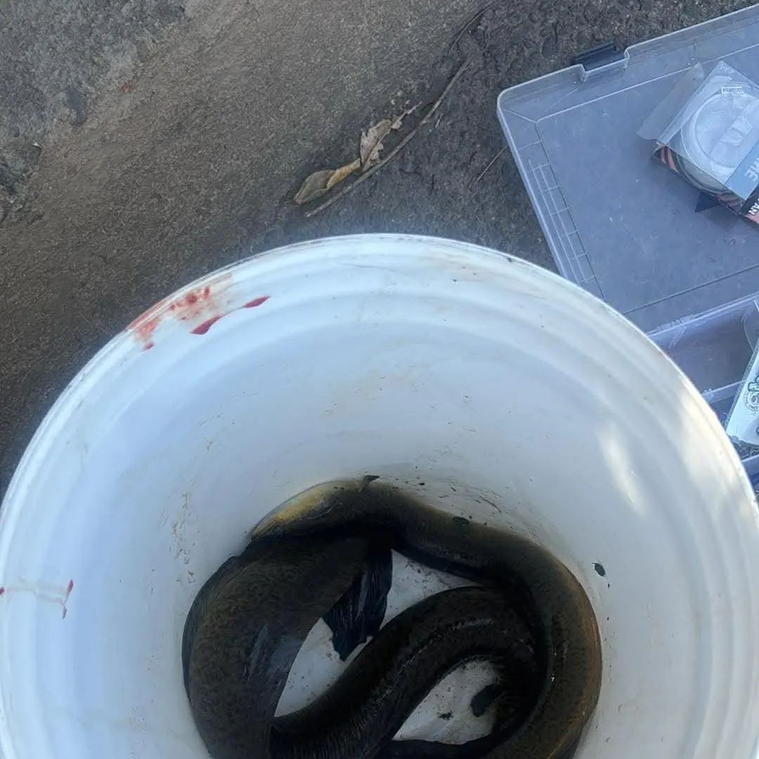 The most recent Common pike conger catches on Fishbrain