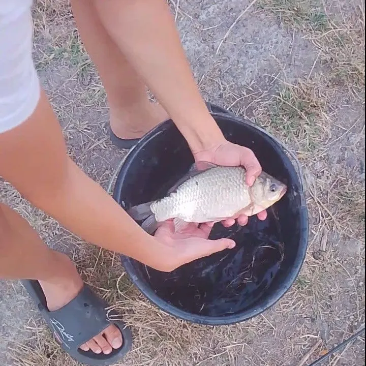 Common roach caught on Fishbrain