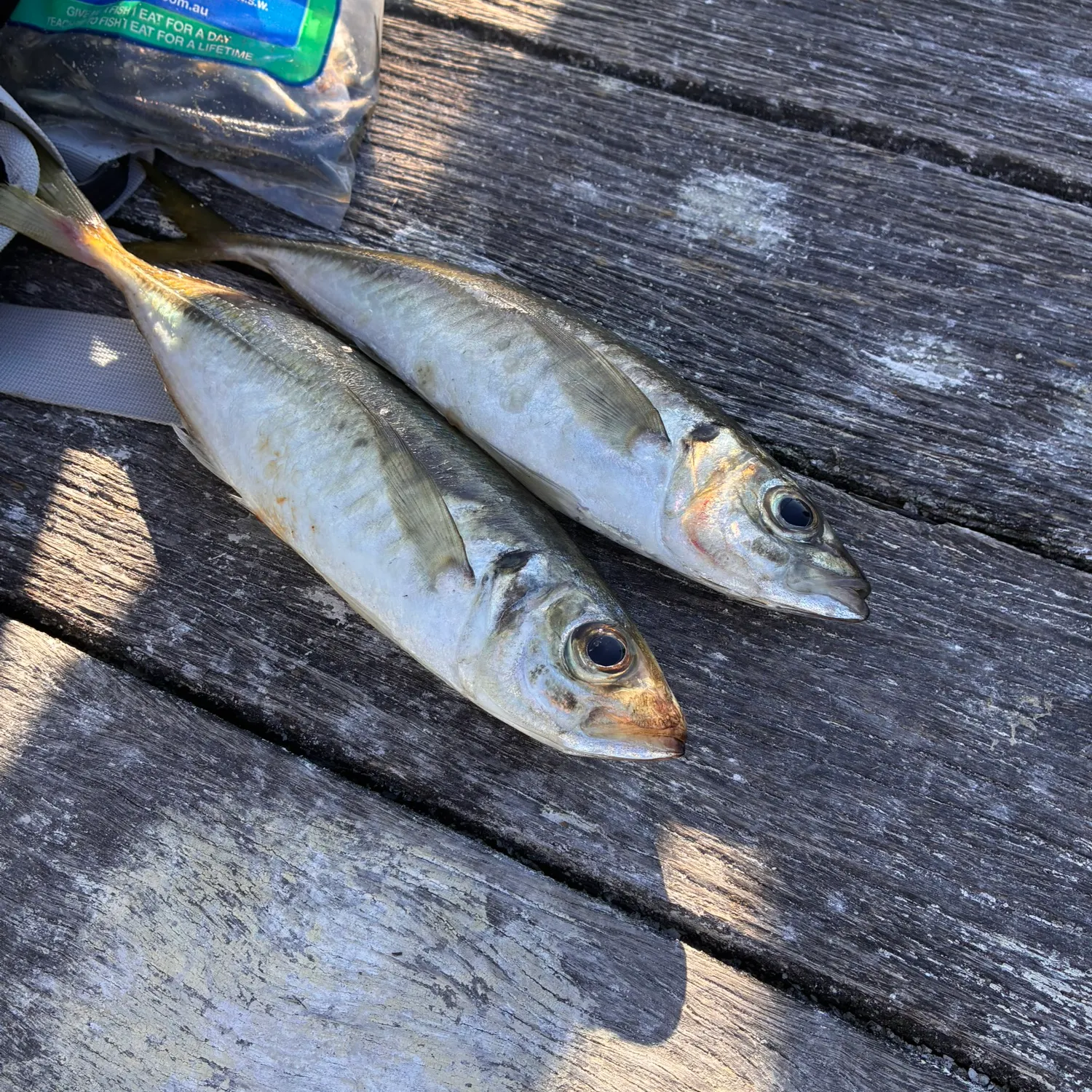 Yellowtail scad caught on Fishbrain