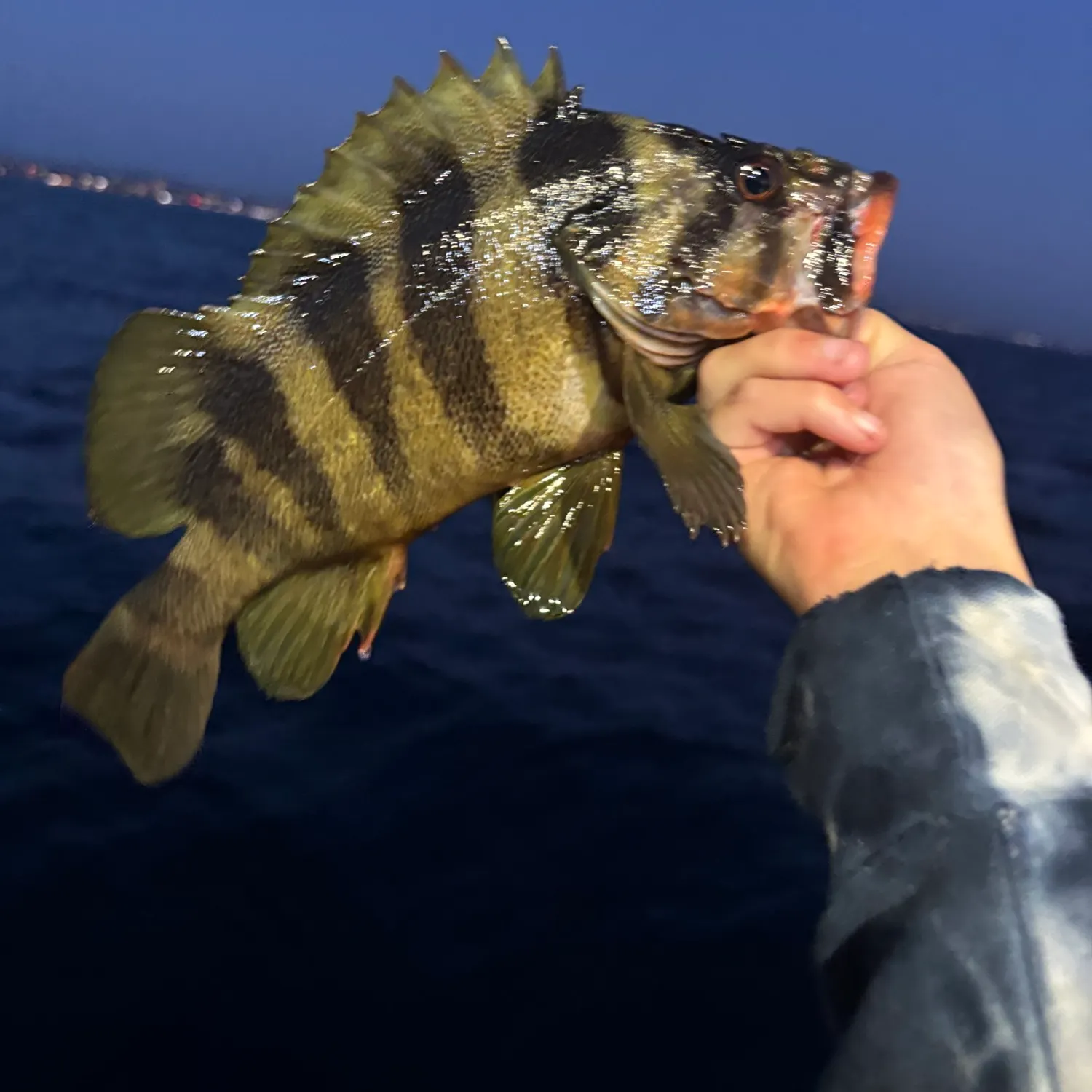 The most recent Treefish catches on Fishbrain