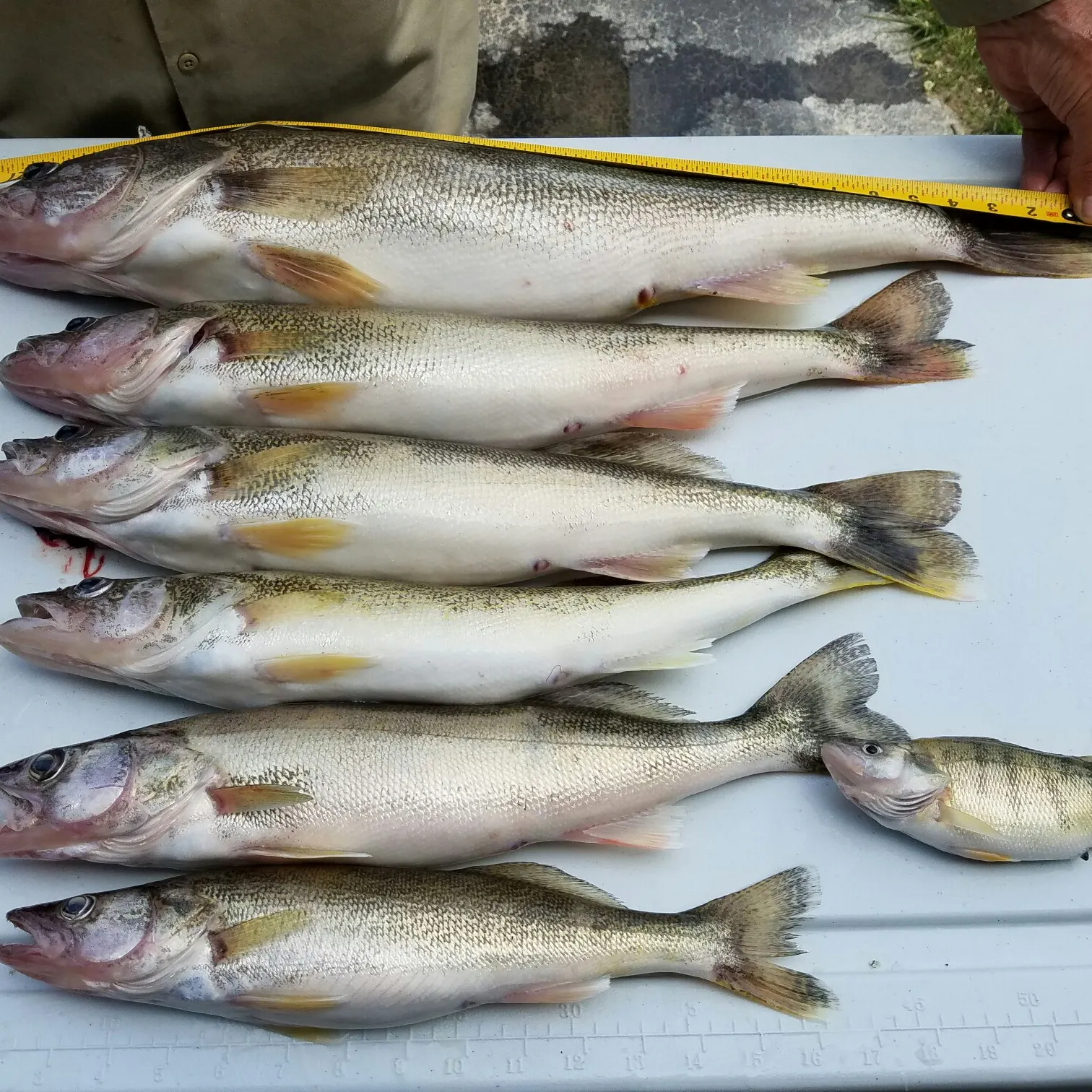 recently logged catches