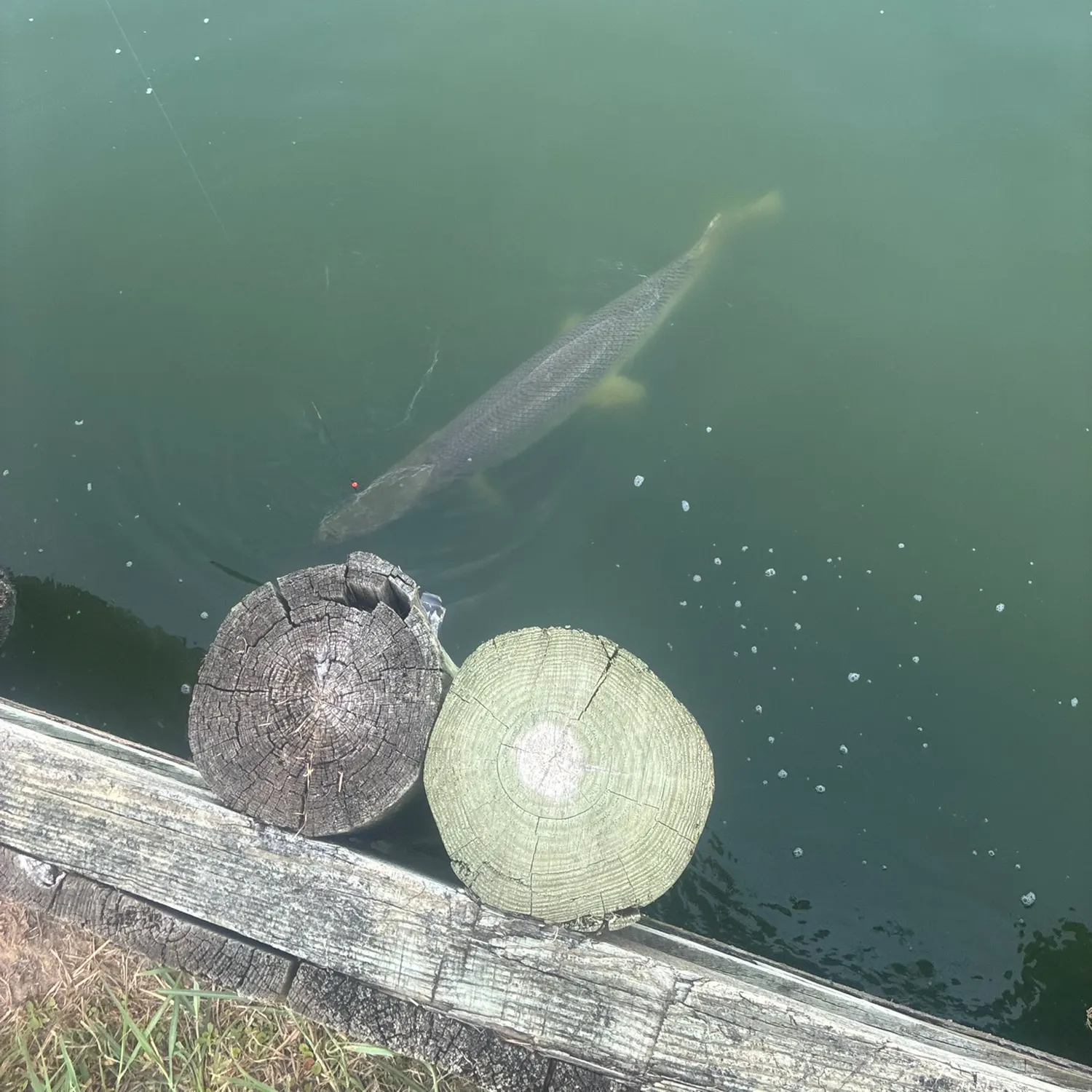 Alligator gar caught on Fishbrain